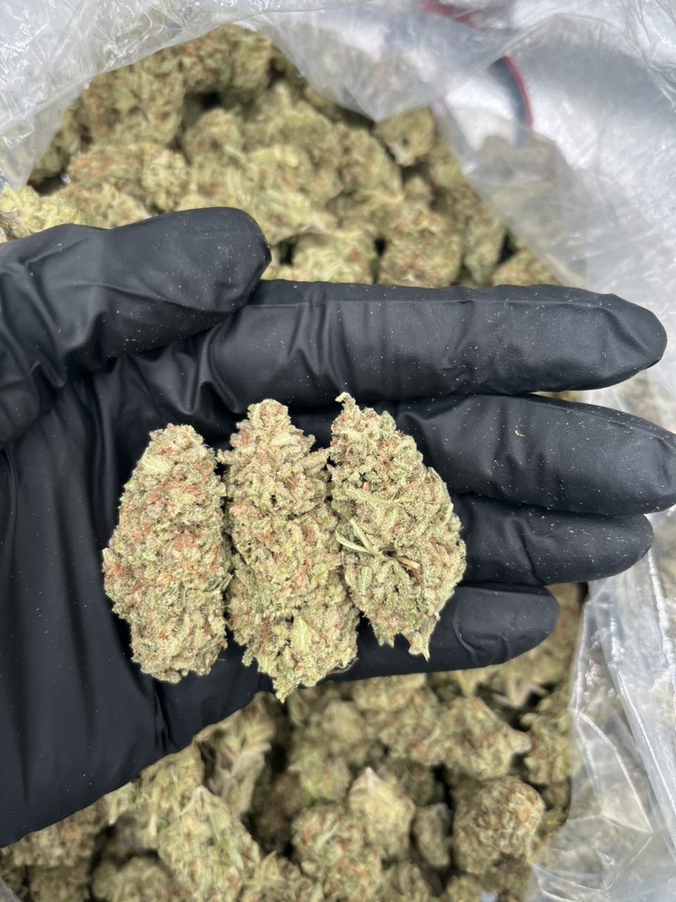 Hippie Crasher  — Indica available in Los Angeles