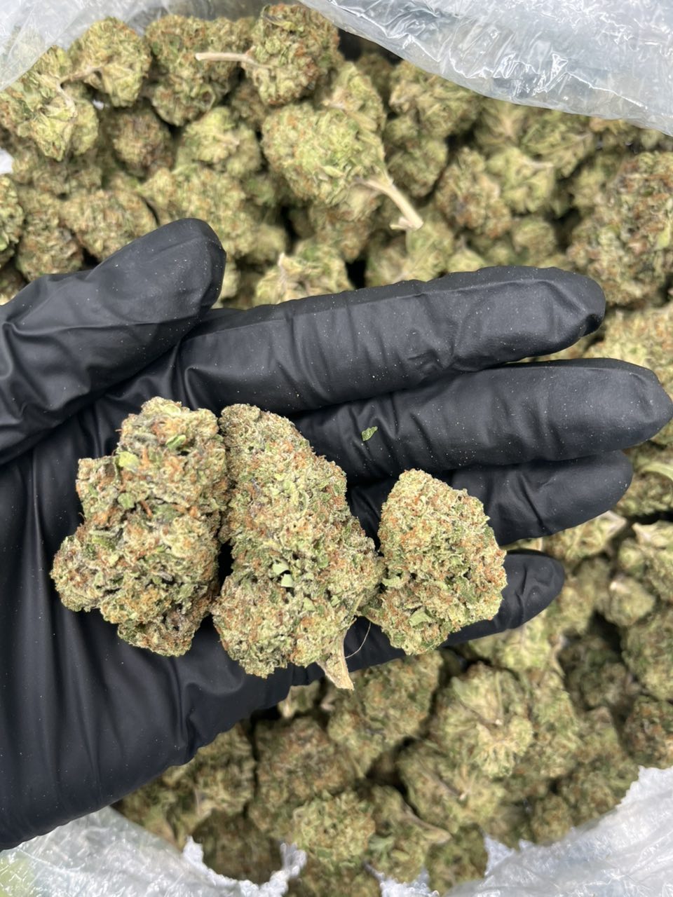 Bacio ⛽️  — Indica available in Los Angeles
