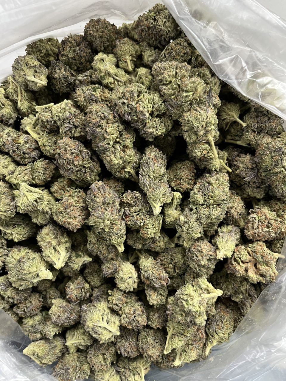 Gelatti 🍭 ⛽️ — Hybrid available in Los Angeles