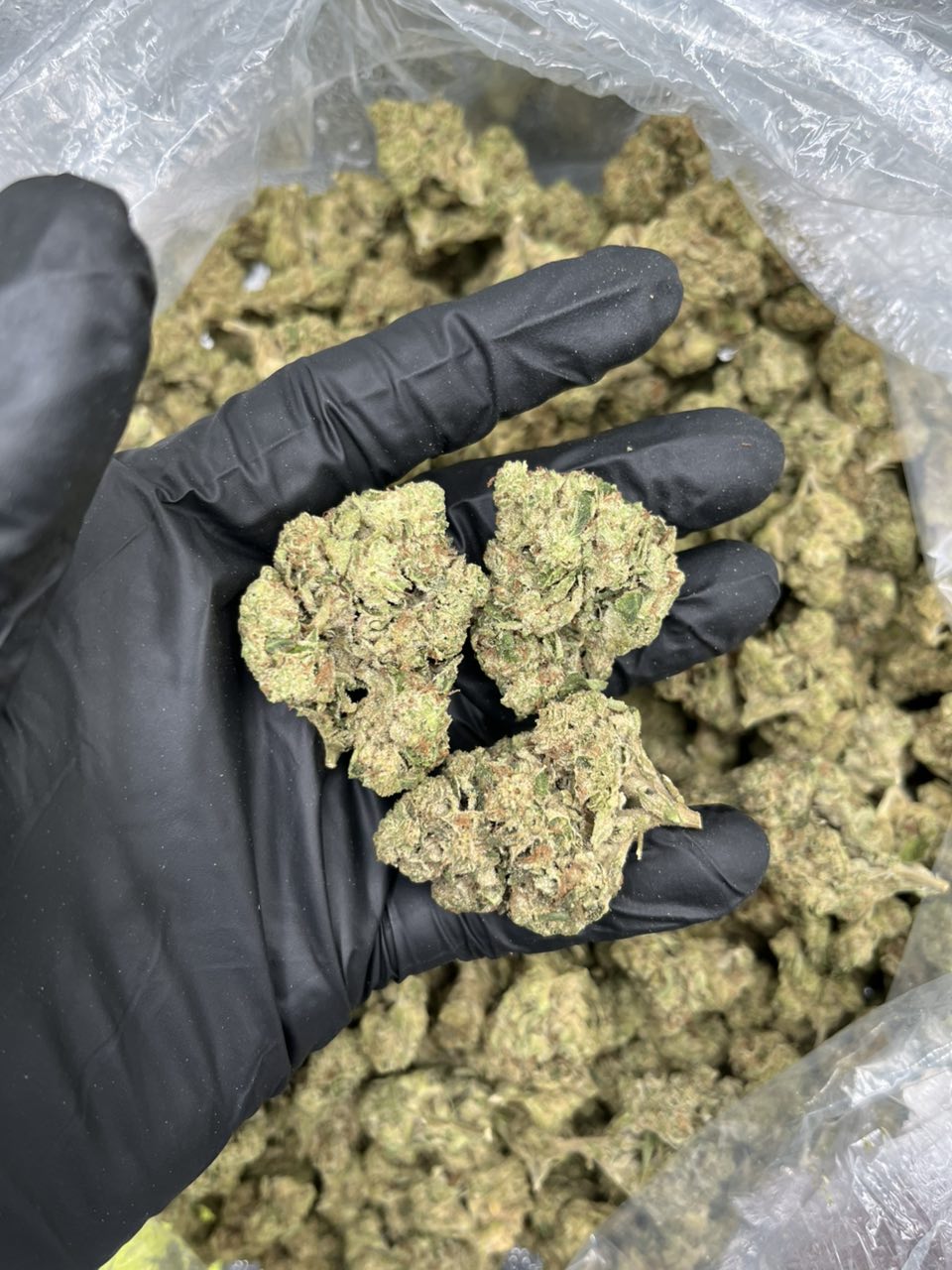 Caramel Sweetz 🍭 — Hybrid available in Los Angeles