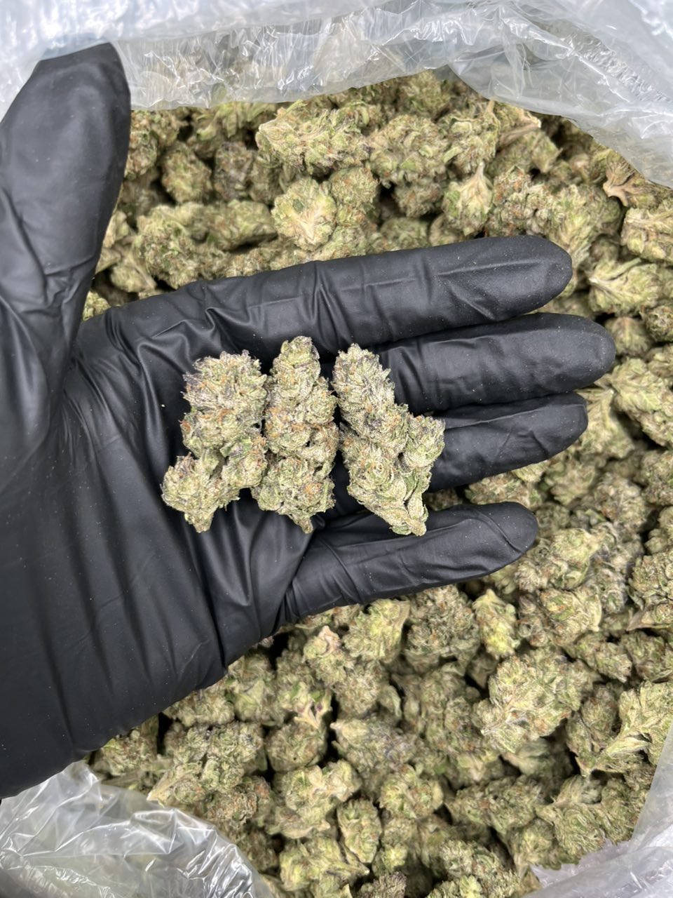 Double Runtz 🍭  — Hybrid available in Los Angeles