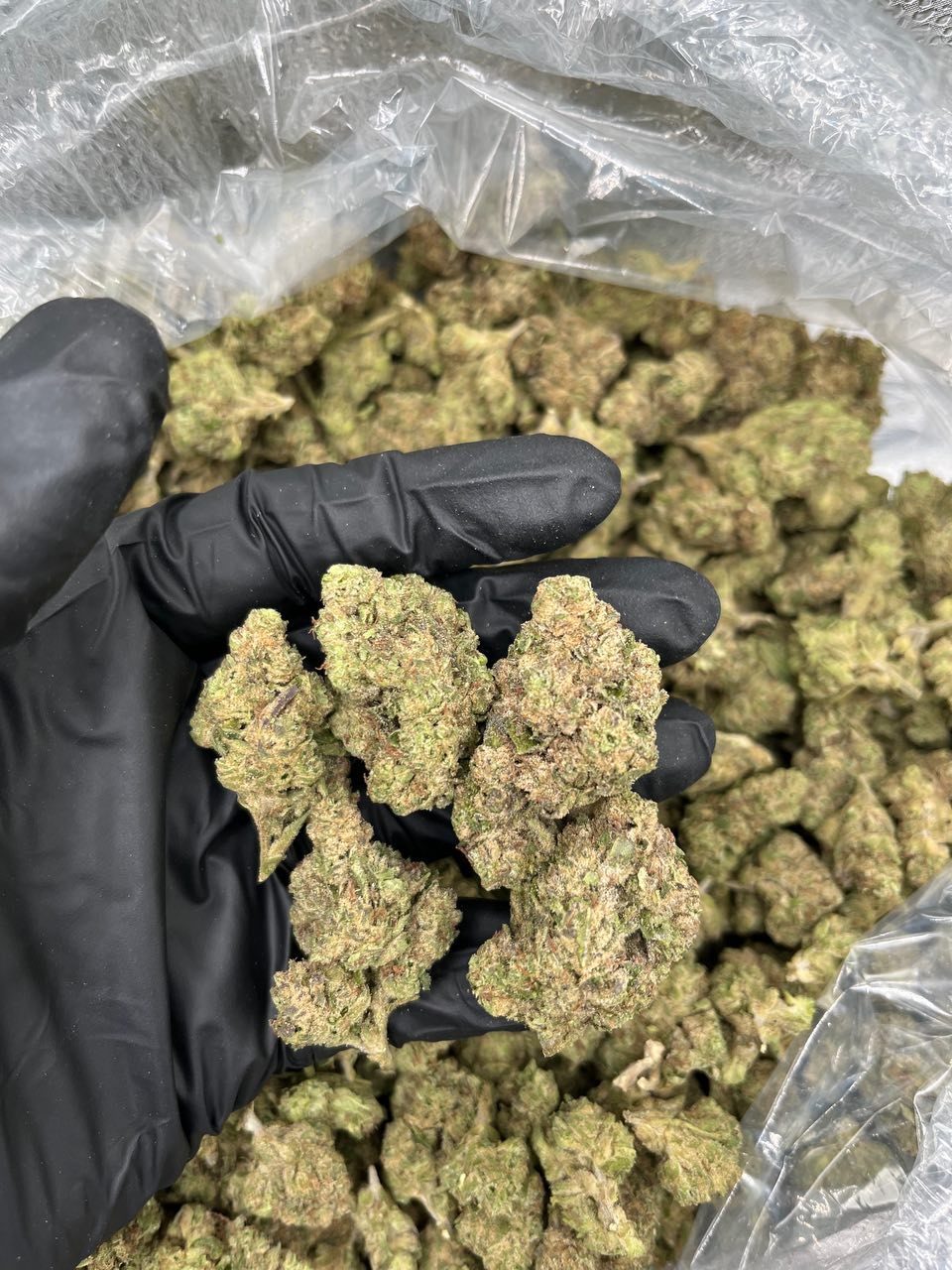 Cherry Warheadz ๐ญ โ Sativa available in Los Angeles