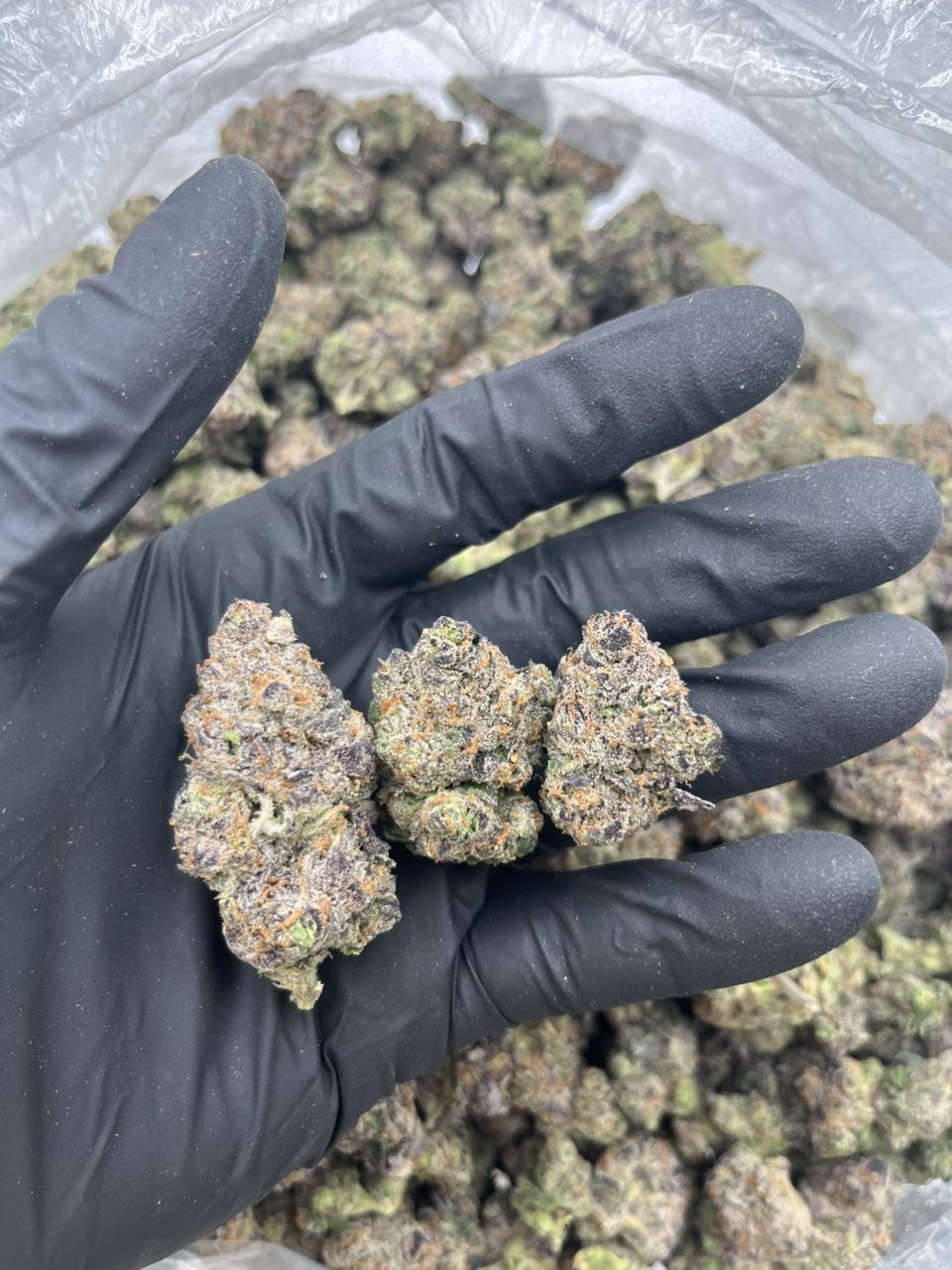 Cherry Nerdz 🍒 — Hybrid available in Los Angeles