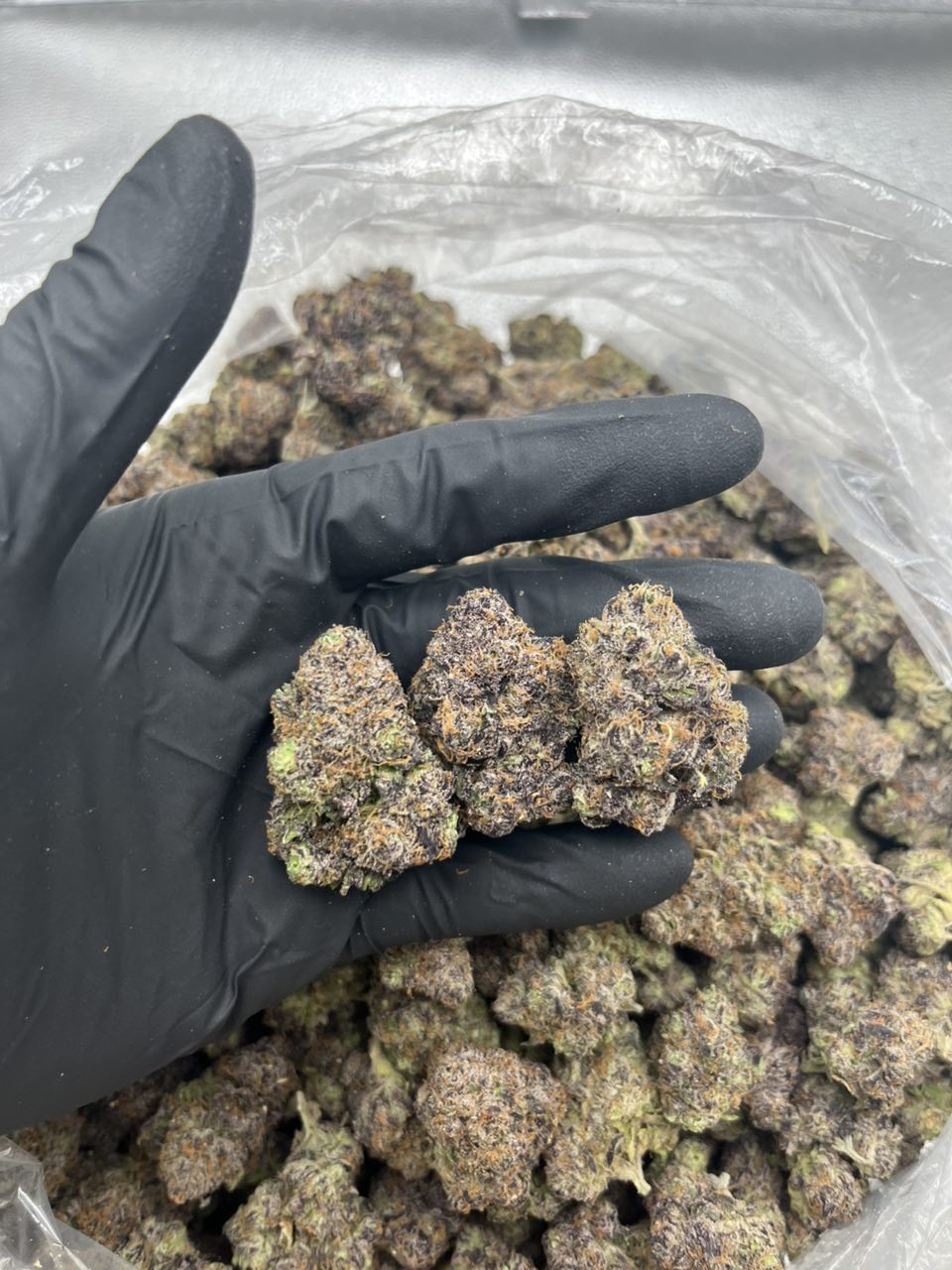 Jumbo Nerdz 🍭  — Hybrid available in Los Angeles