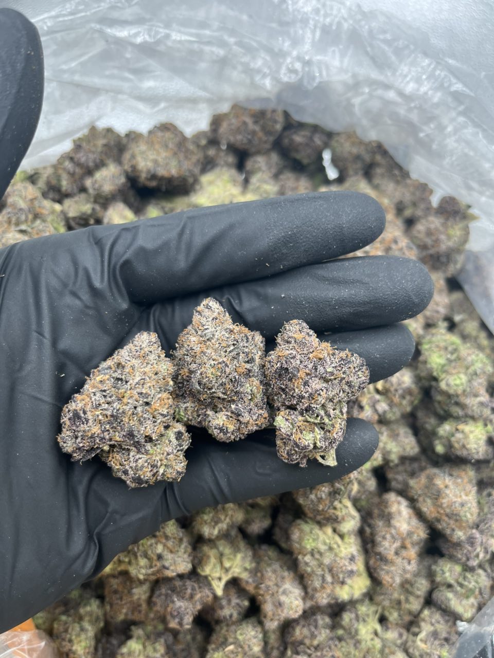 Cherry Blossom 🌸 — Indica available in Los Angeles