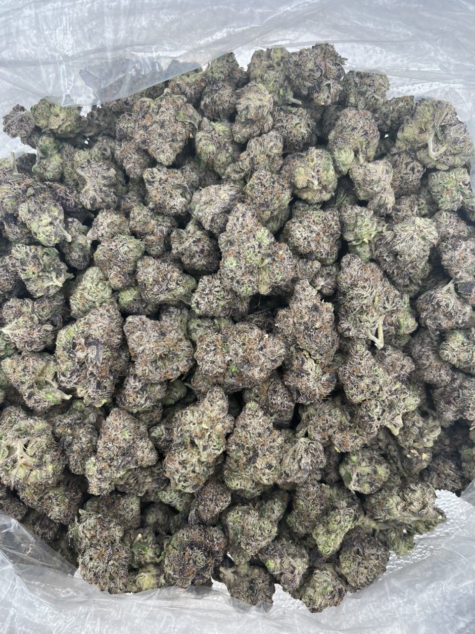 Bitcoin Runtz 🍭🥇 — Hybrid available in Los Angeles