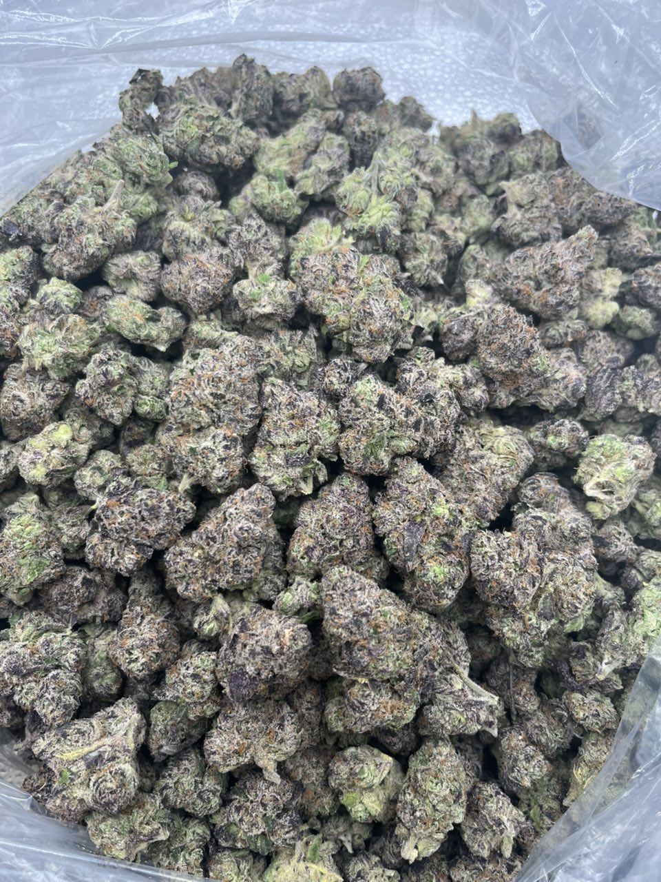 Bubble Nerdz π«§ π β Hybrid available in Los Angeles