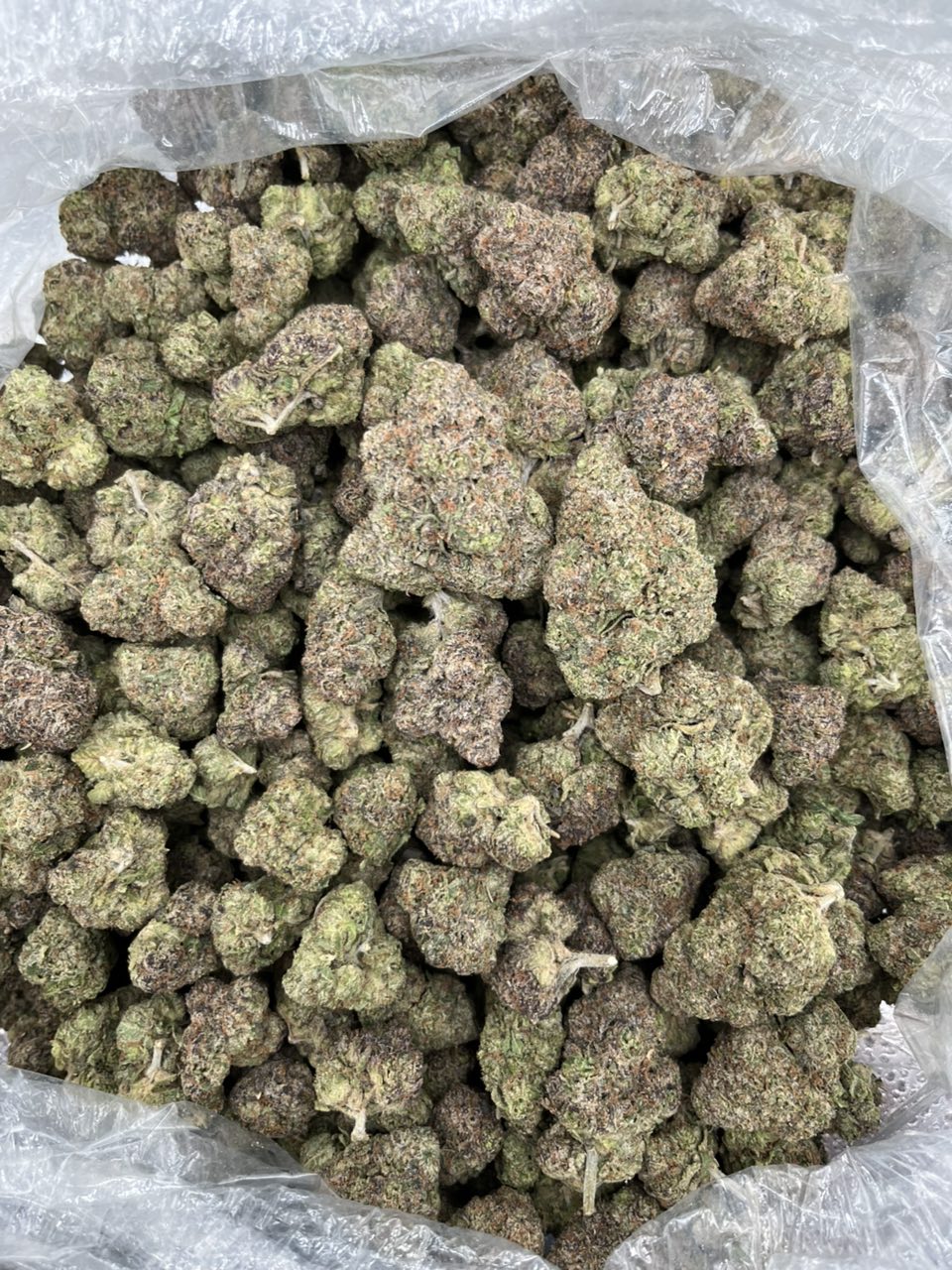 Rainbow beltz  — Hybrid available in Los Angeles