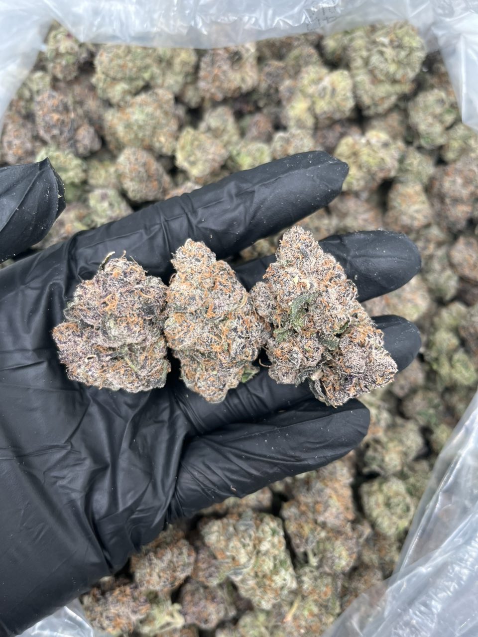 Lemon Candy 🍬 🍋 🍒  — Hybrid available in Los Angeles
