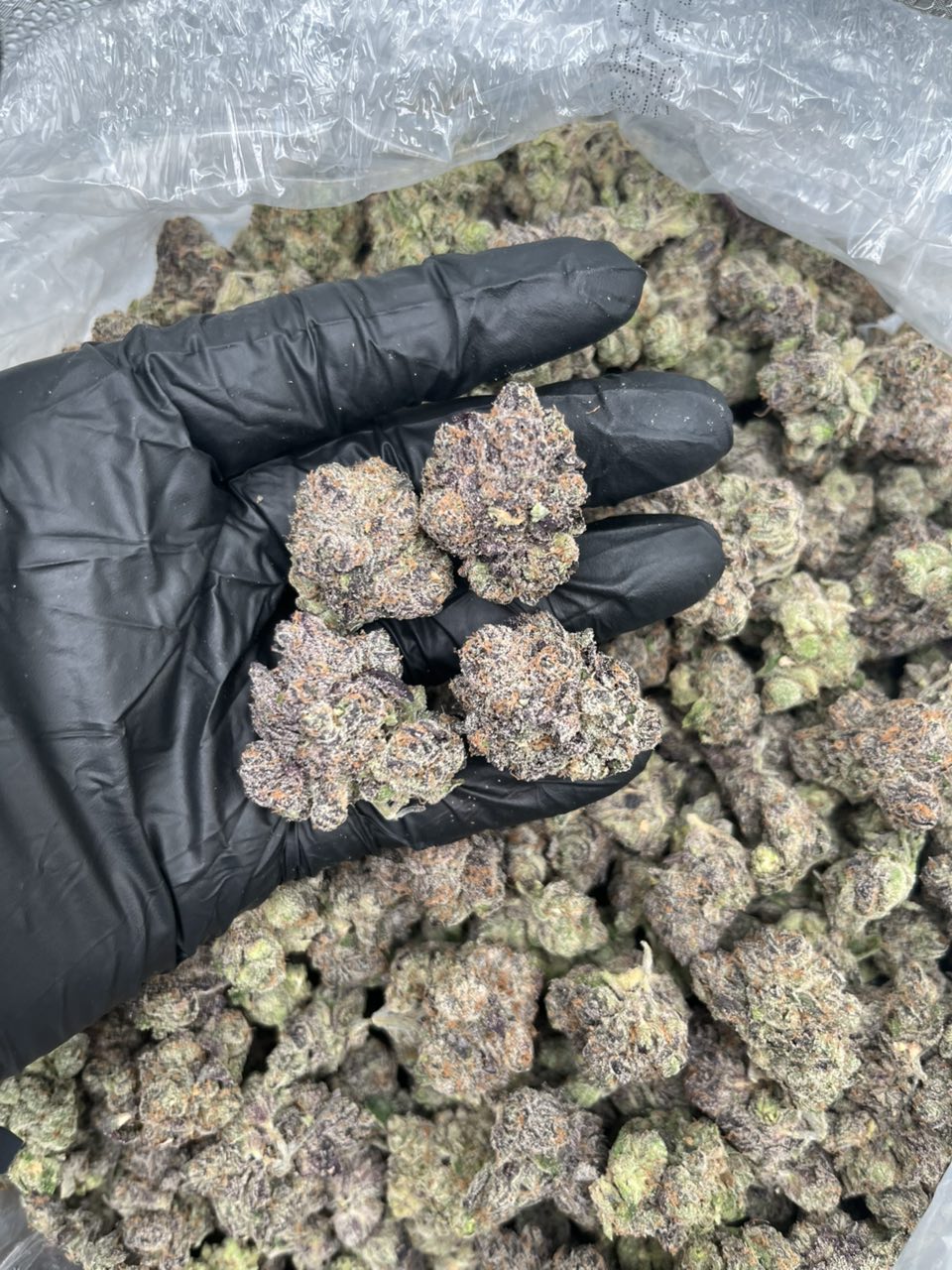 Blue Andeze 🍭 — Hybrid available in Los Angeles