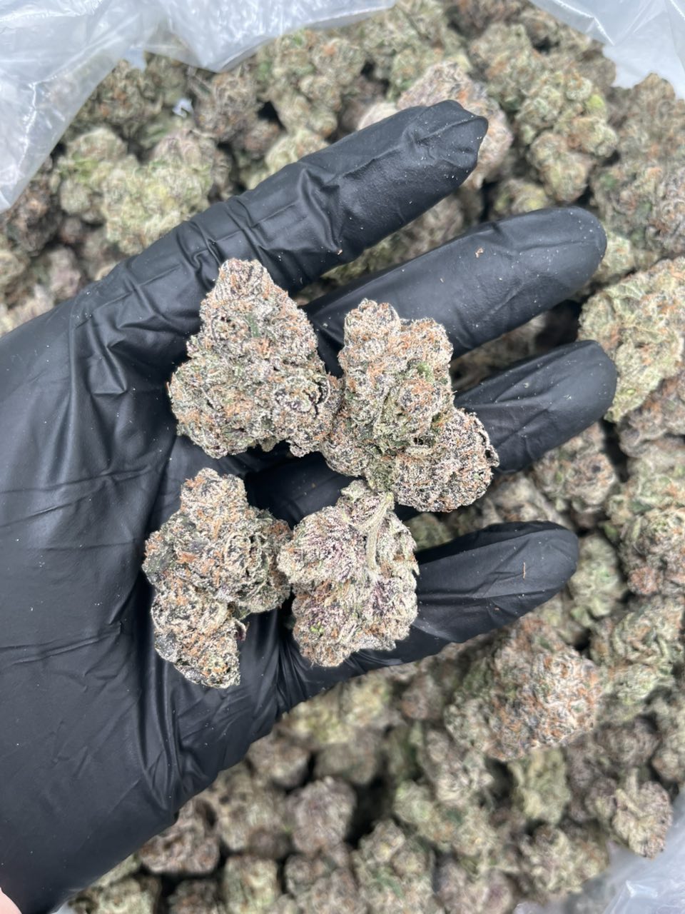 Lemon Popperz 🍭  — Hybrid available in Los Angeles