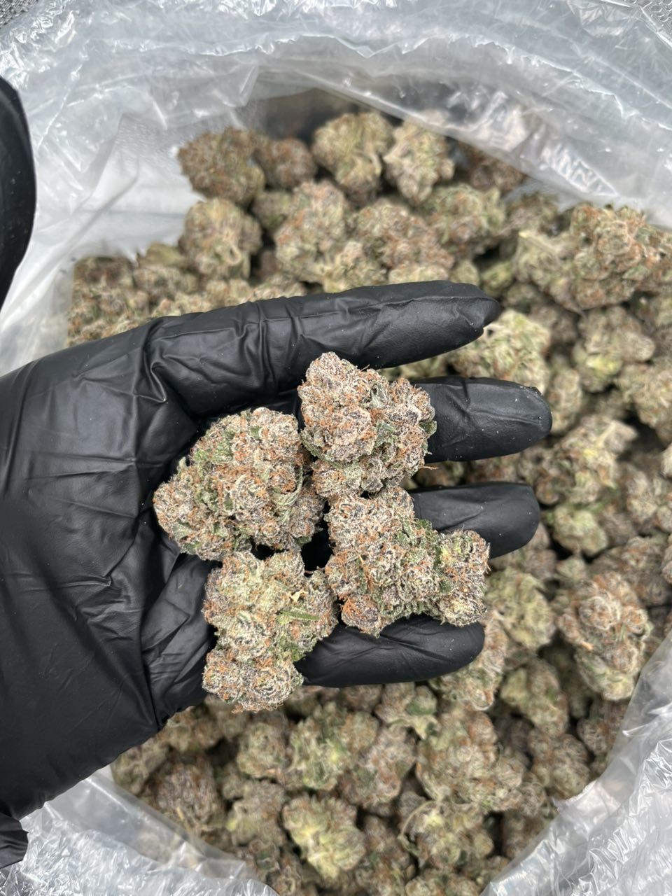 Gumbo 🍭  — Indica available in Los Angeles