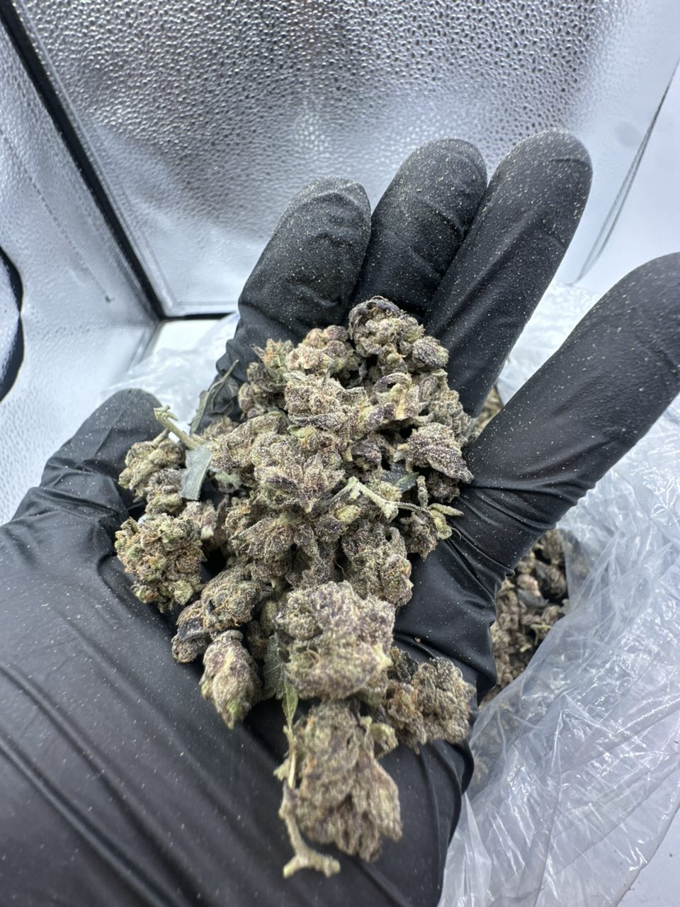 Pomegranate Shake Smalls 🍇💨 — Hybrid available in Los Angeles