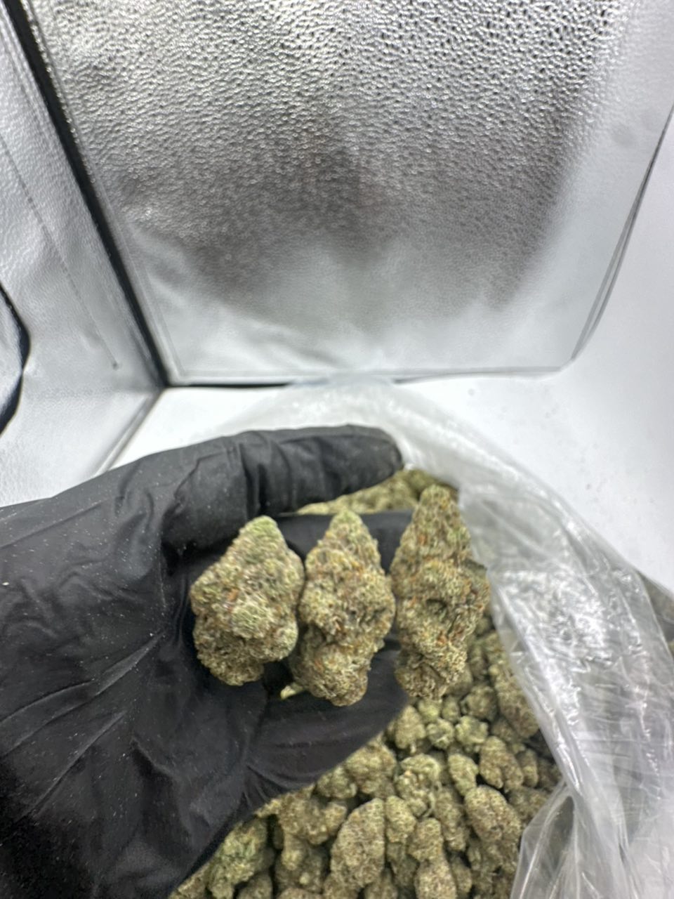 Skittilz (Zkittlez) Flower 🌈🍬 — Indica available in Los Angeles