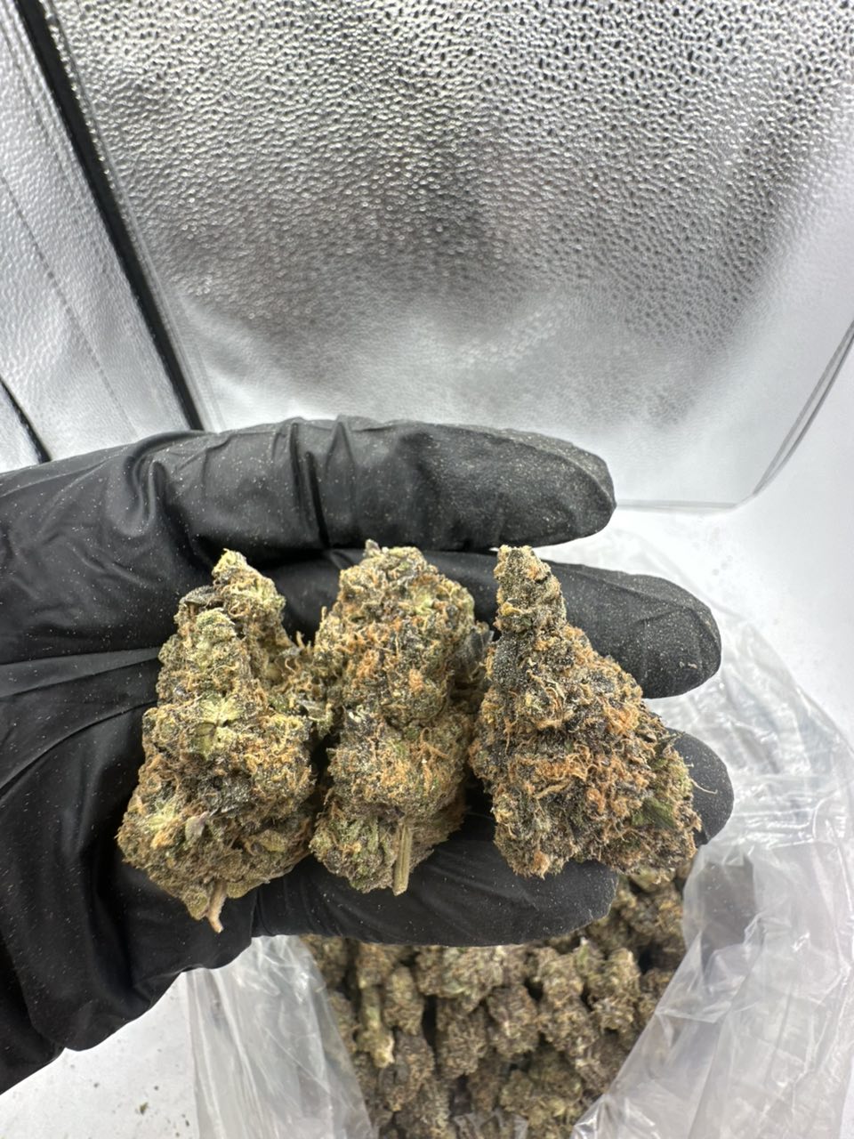 Space Runtz Flower 🚀🌌 — Hybrid available in Los Angeles