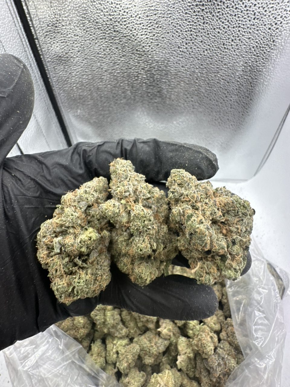 Grape Sherb Flower 🍇🍦 — Hybrid available in Los Angeles