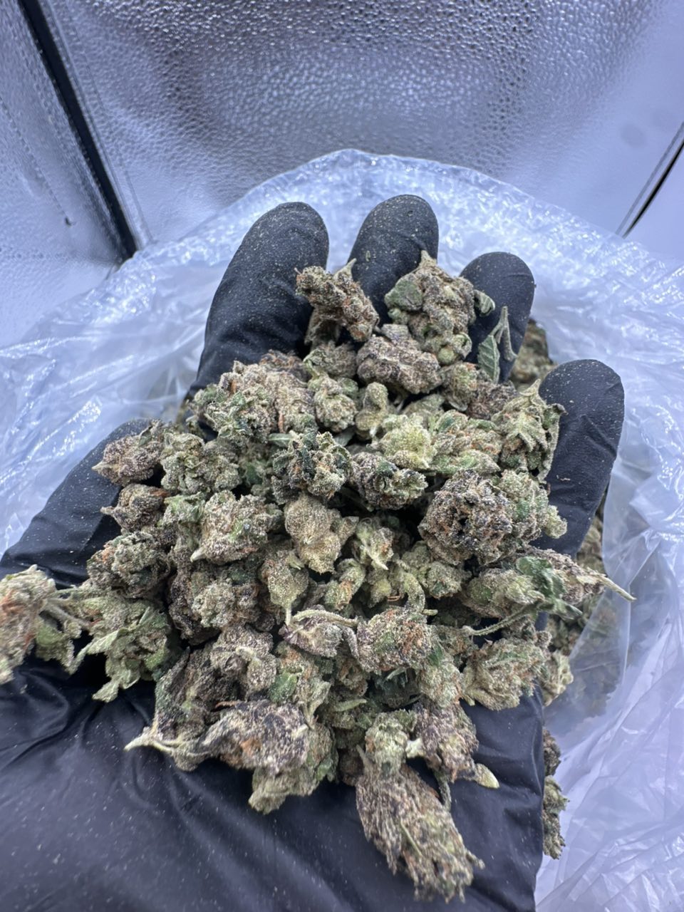 Grape Sherb Flower ππ¦ β Indica available in Los Angeles