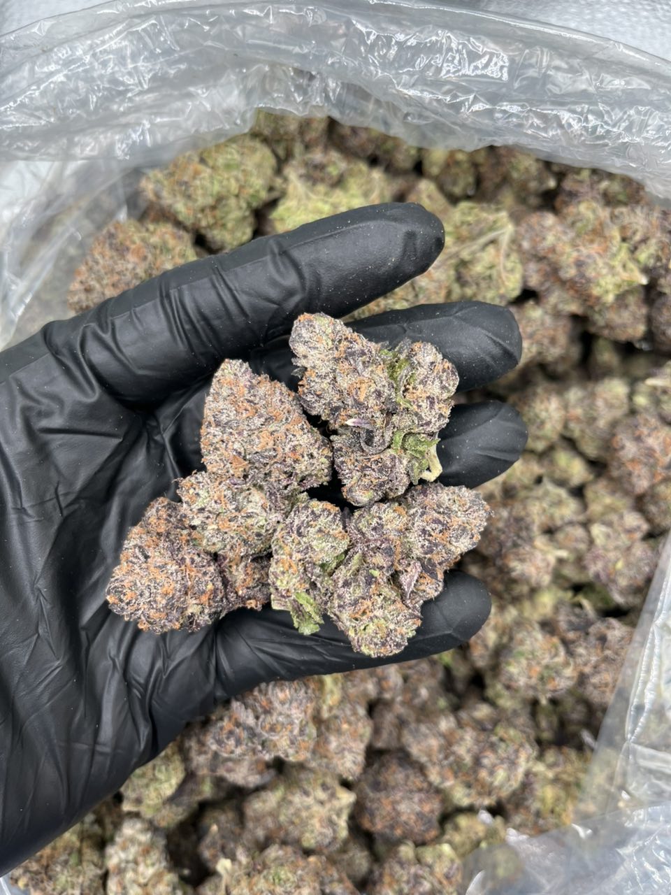 Passion Cherries 🍭 🍒  — Hybrid available in Los Angeles