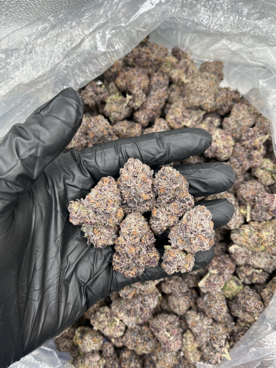 Taffy ⛽️ 🍭  — Hybrid available in Los Angeles