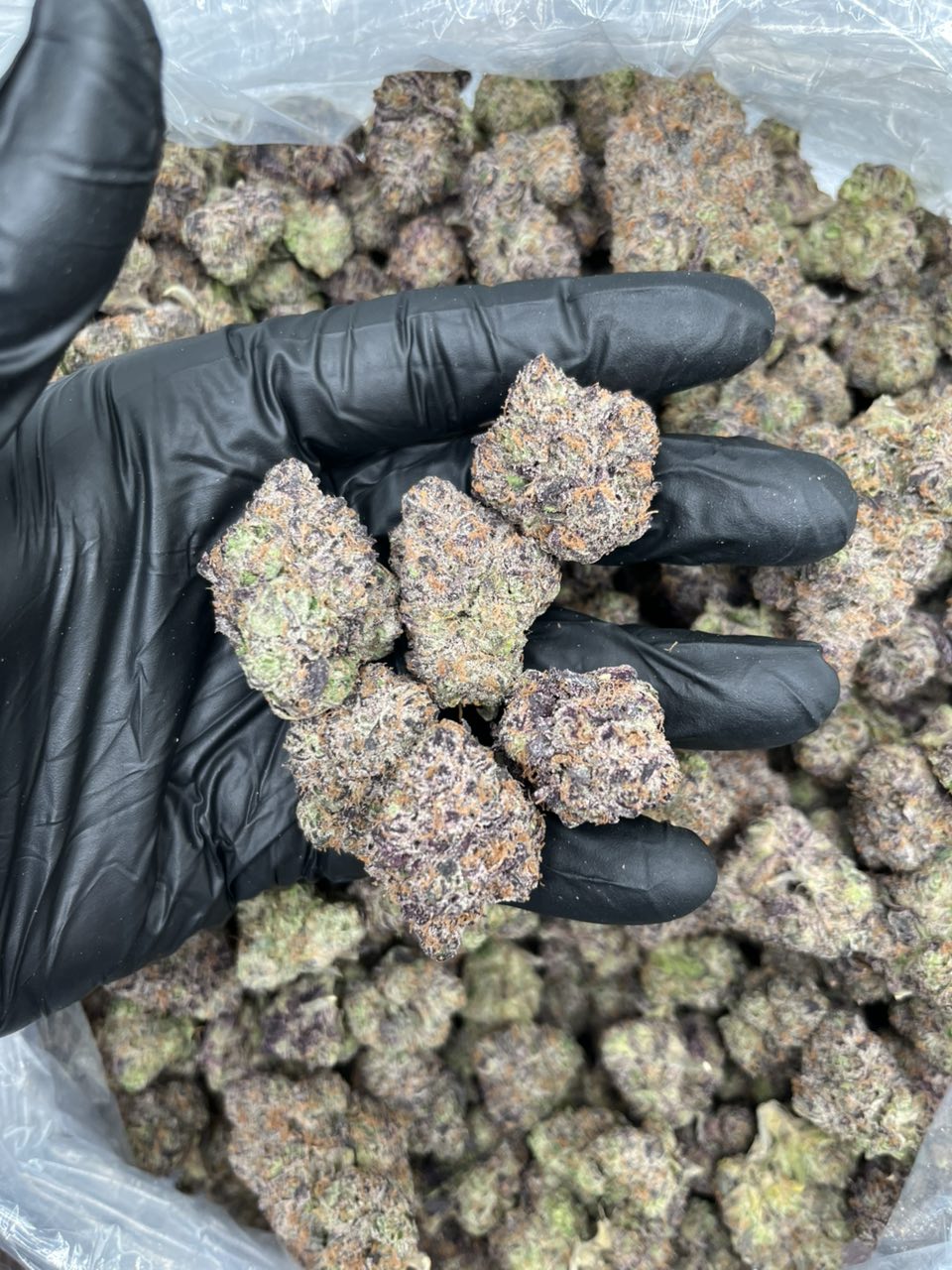 Super Candy 🍭  — Hybrid available in Los Angeles