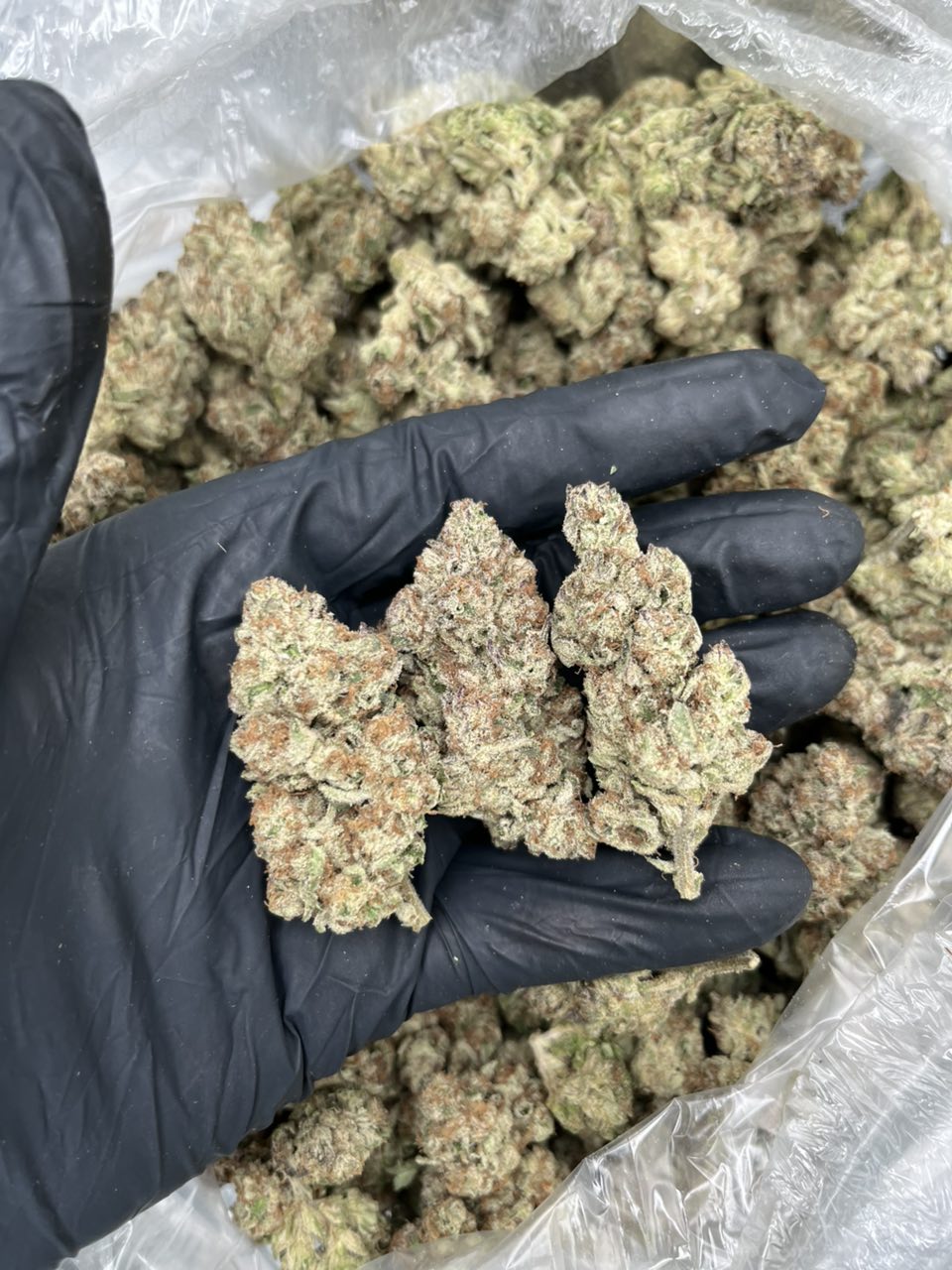California Sunrise 🌞 — Sativa available in Los Angeles