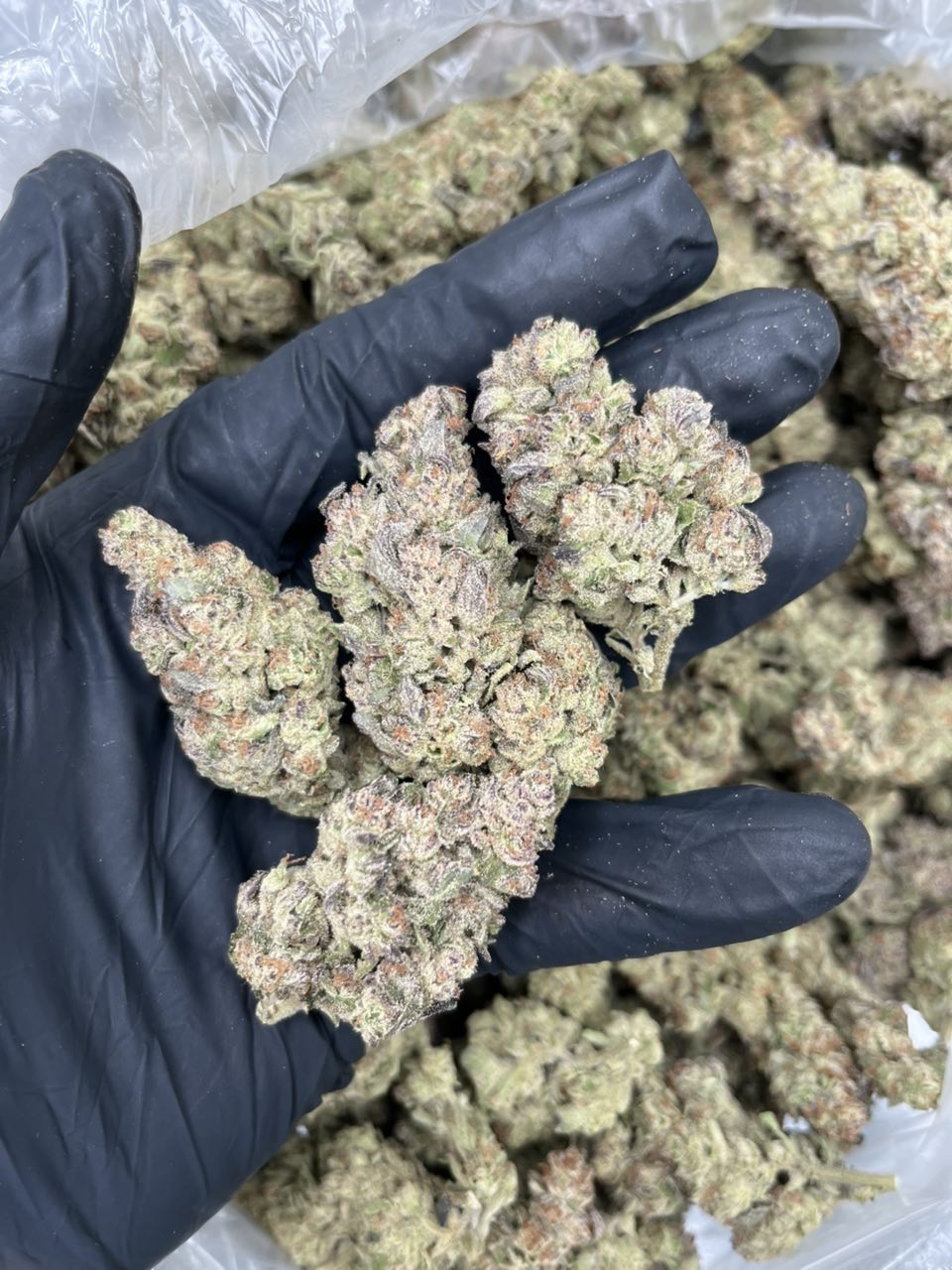 GMO — Indica available in Los Angeles