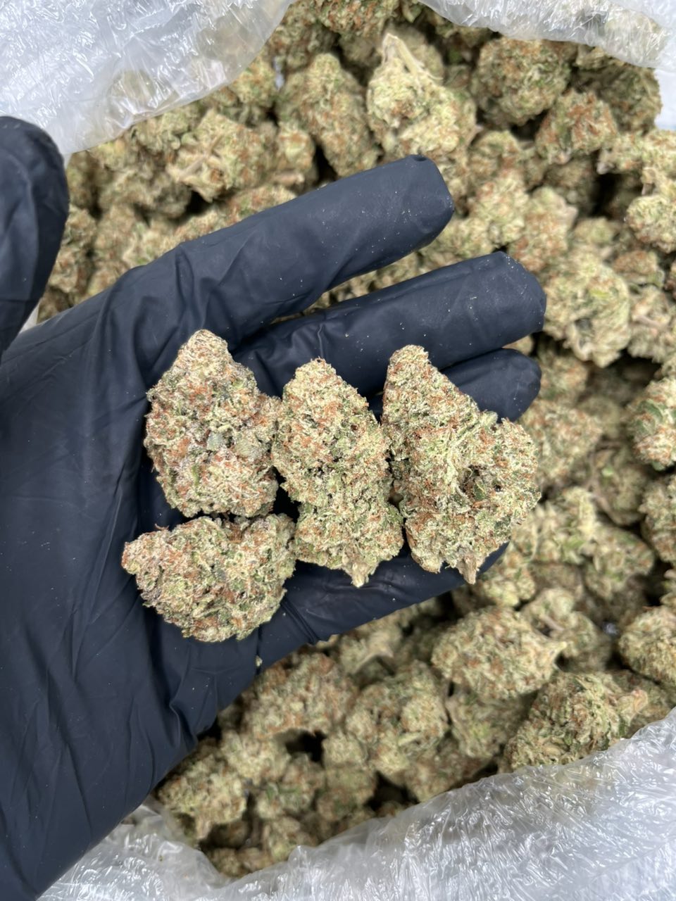 Upside Down Pineapple 🍍  — Hybrid available in Los Angeles