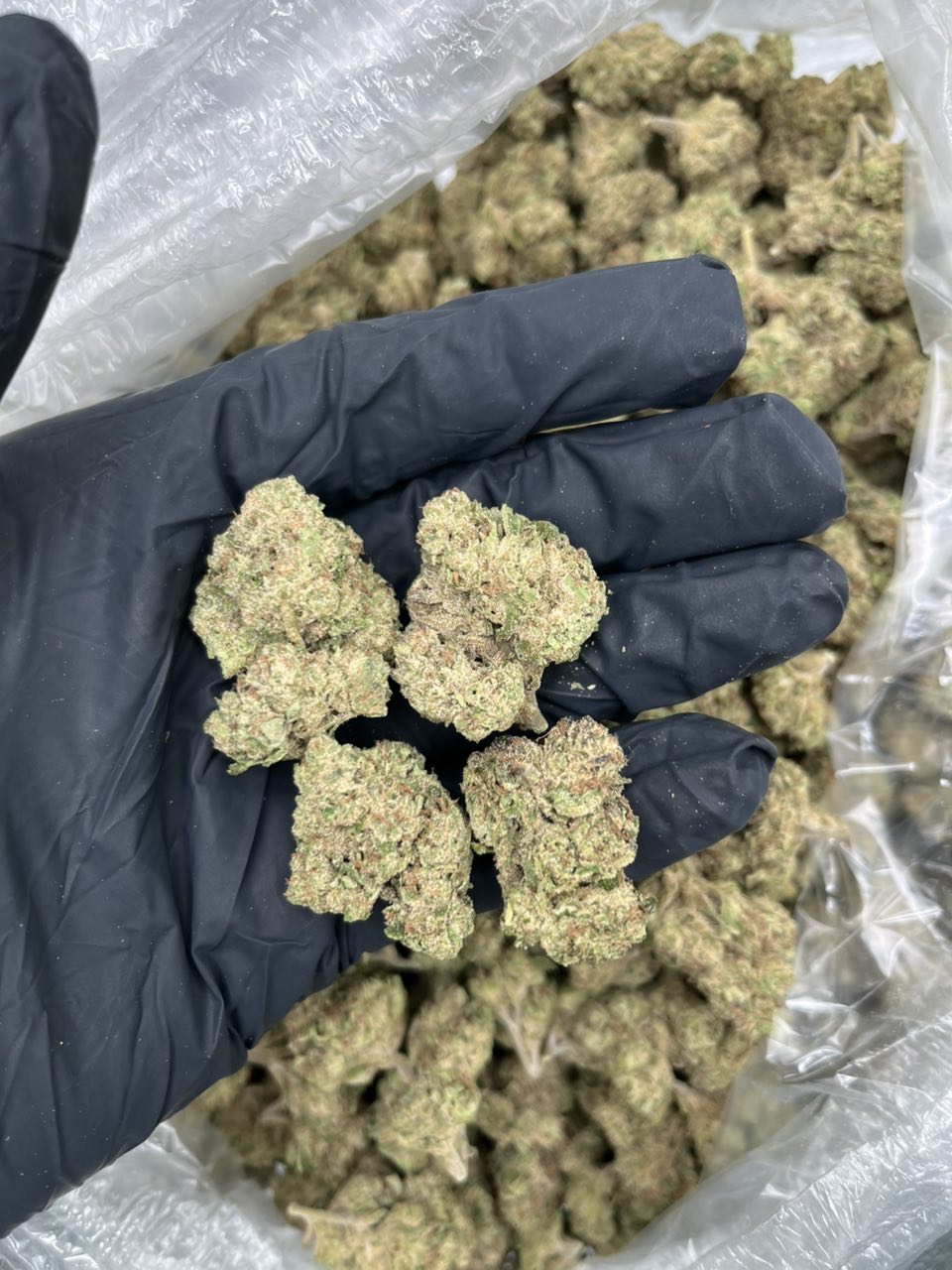 Candy LCG 🍭 — Hybrid available in Los Angeles