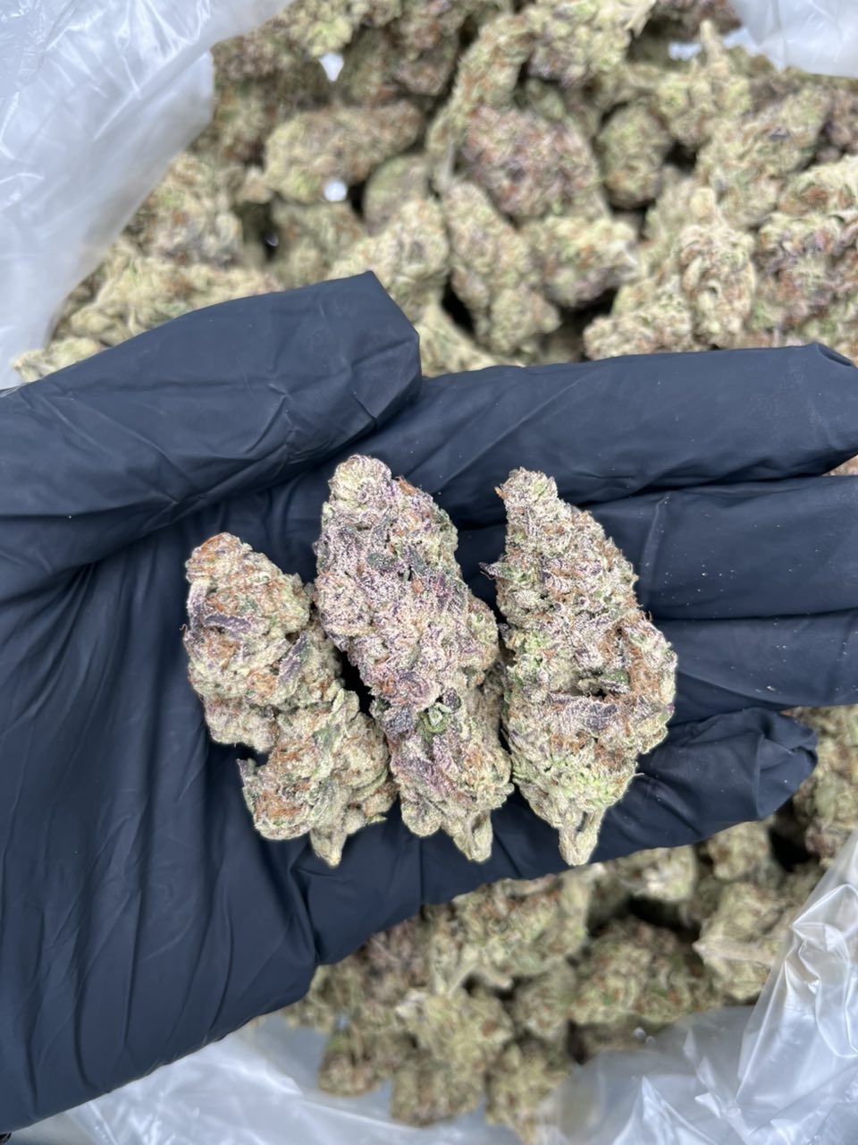 Garlic Juice garlic π§ β Indica available in Los Angeles