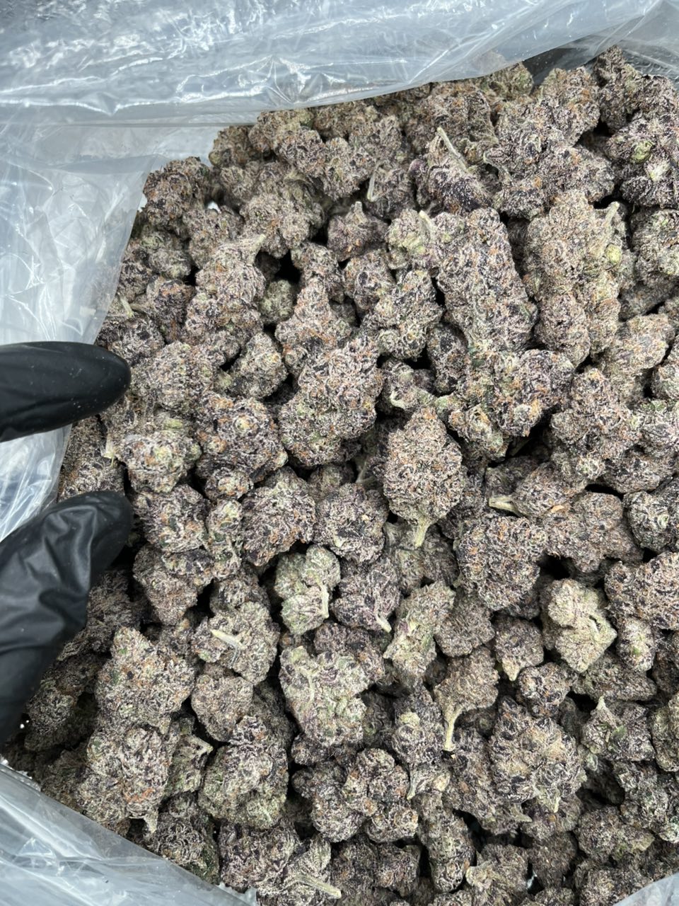 Galactic Warheads 🍬  — Hybrid available in Los Angeles