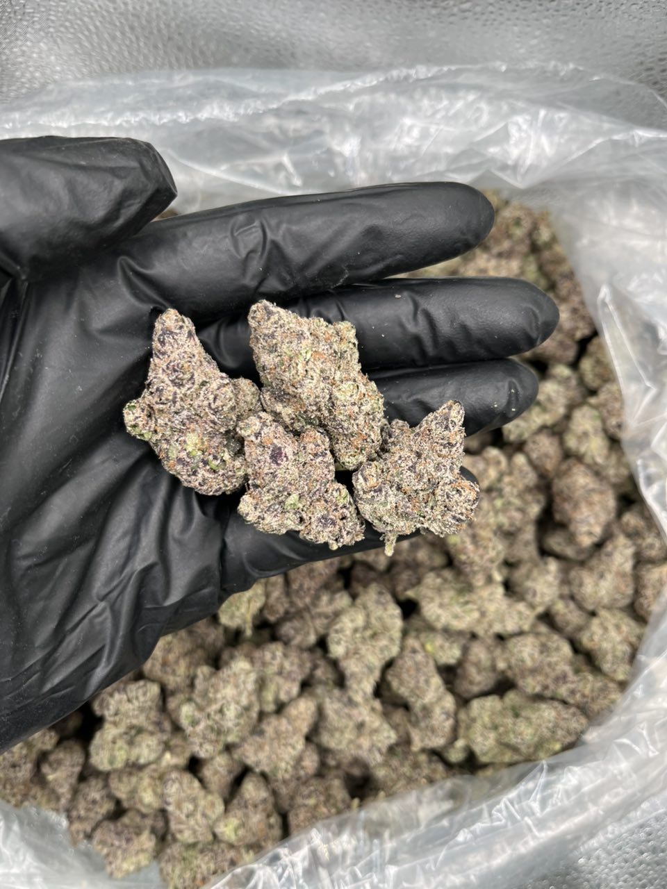 Cherry Blasters ๐ ๐ญ โ Hybrid available in Los Angeles