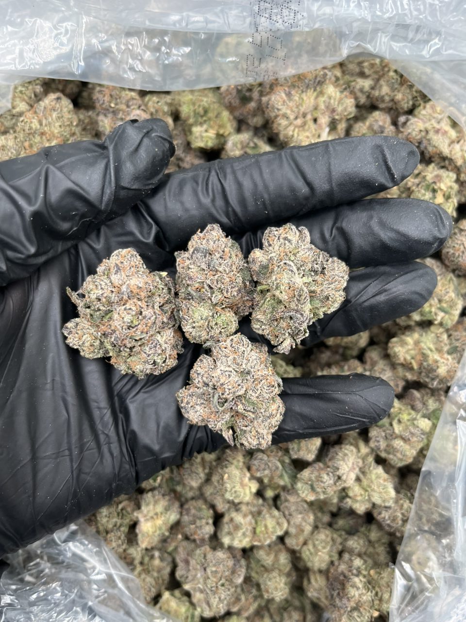 Blue Andeze 🍭 Singles — Hybrid available in Los Angeles