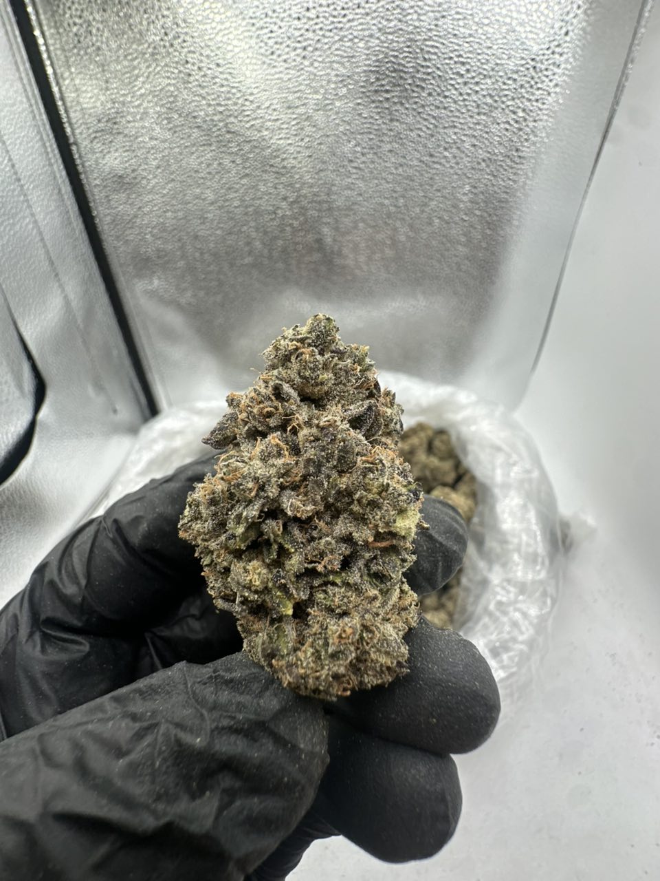 Cinnamon Milk — Hybrid available in Los Angeles