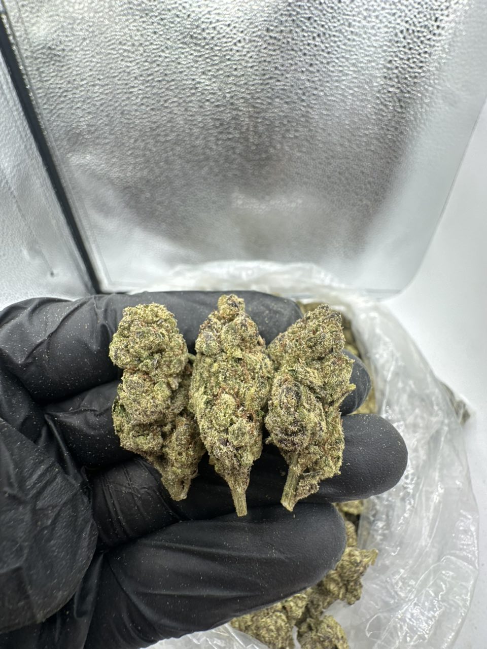 Gucci FA  — Hybrid available in Los Angeles