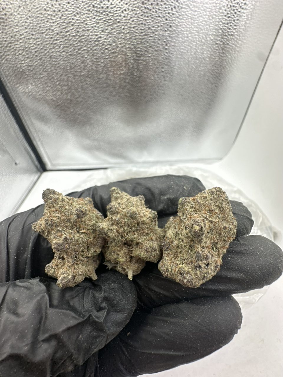 Gelato 45 — Hybrid available in Los Angeles