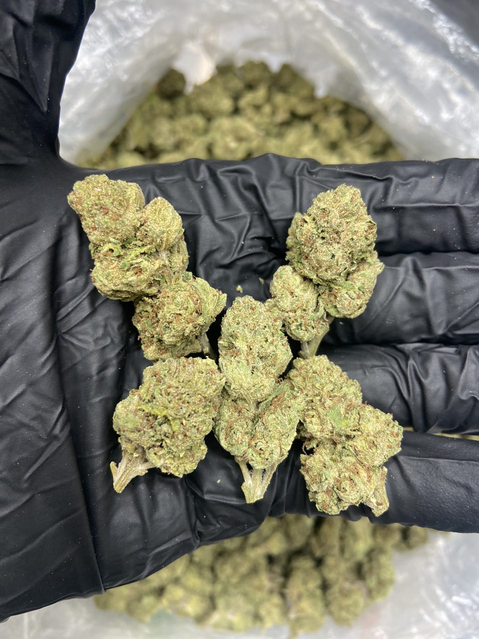 Kushlato Licensed — Indica available in Los Angeles