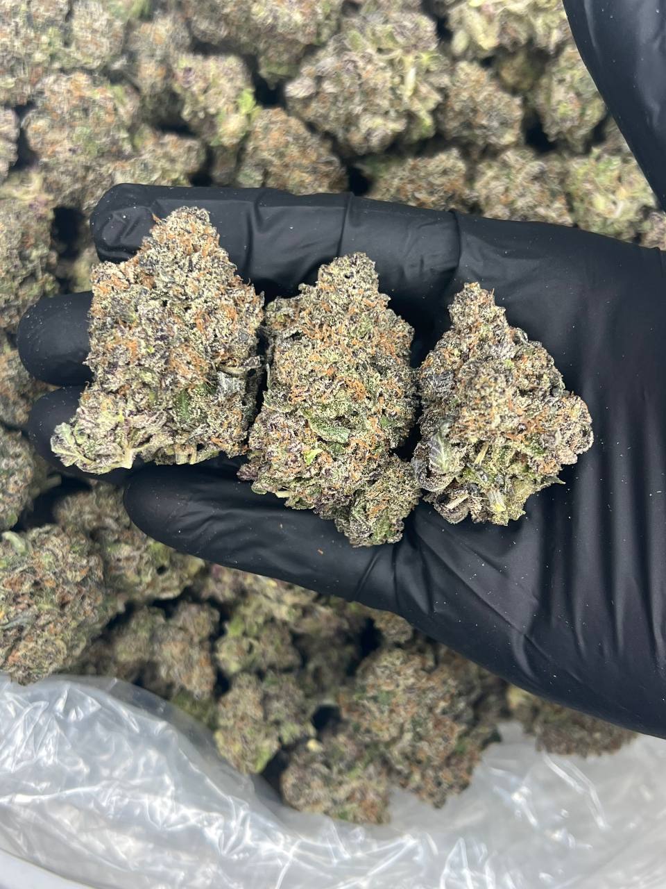 ZaaZaa Gushers  — Indica available in Los Angeles
