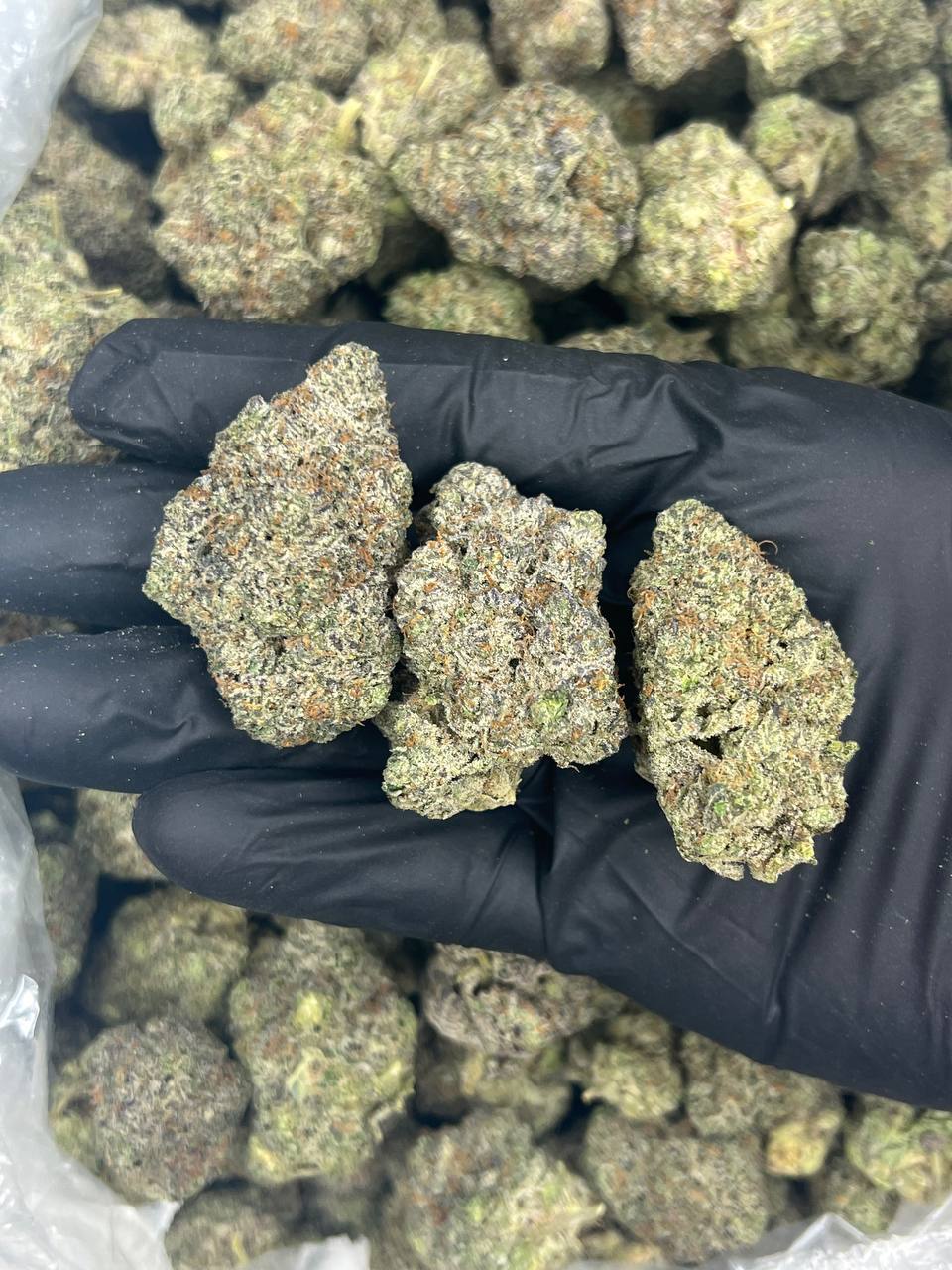 Indoor Ice Cream Cake — Indica available in Los Angeles