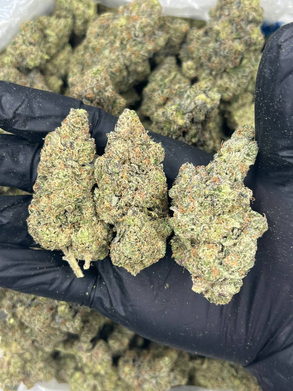 Latto 818  — Indica available in Los Angeles