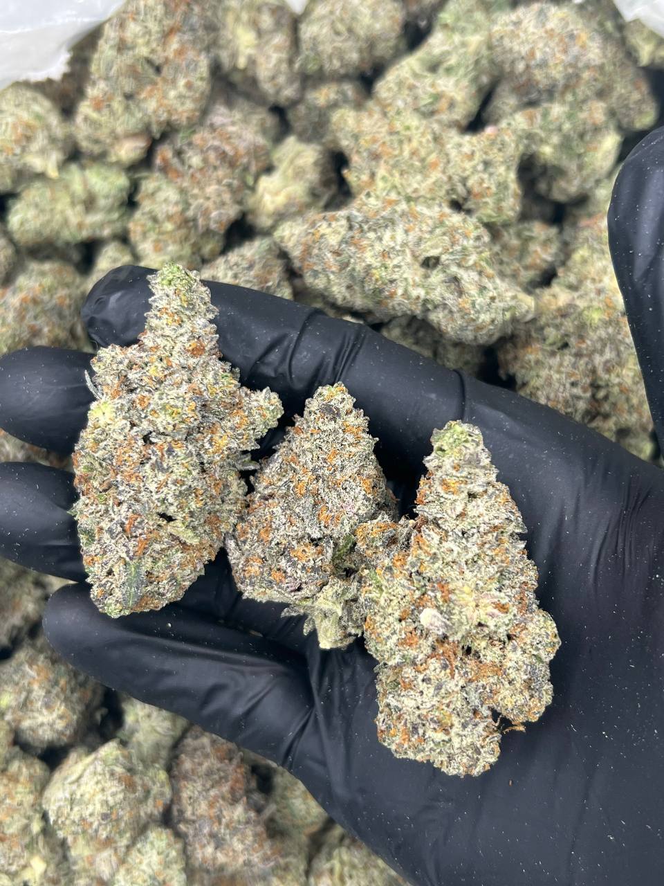 Oreoz  — Indica available in Los Angeles
