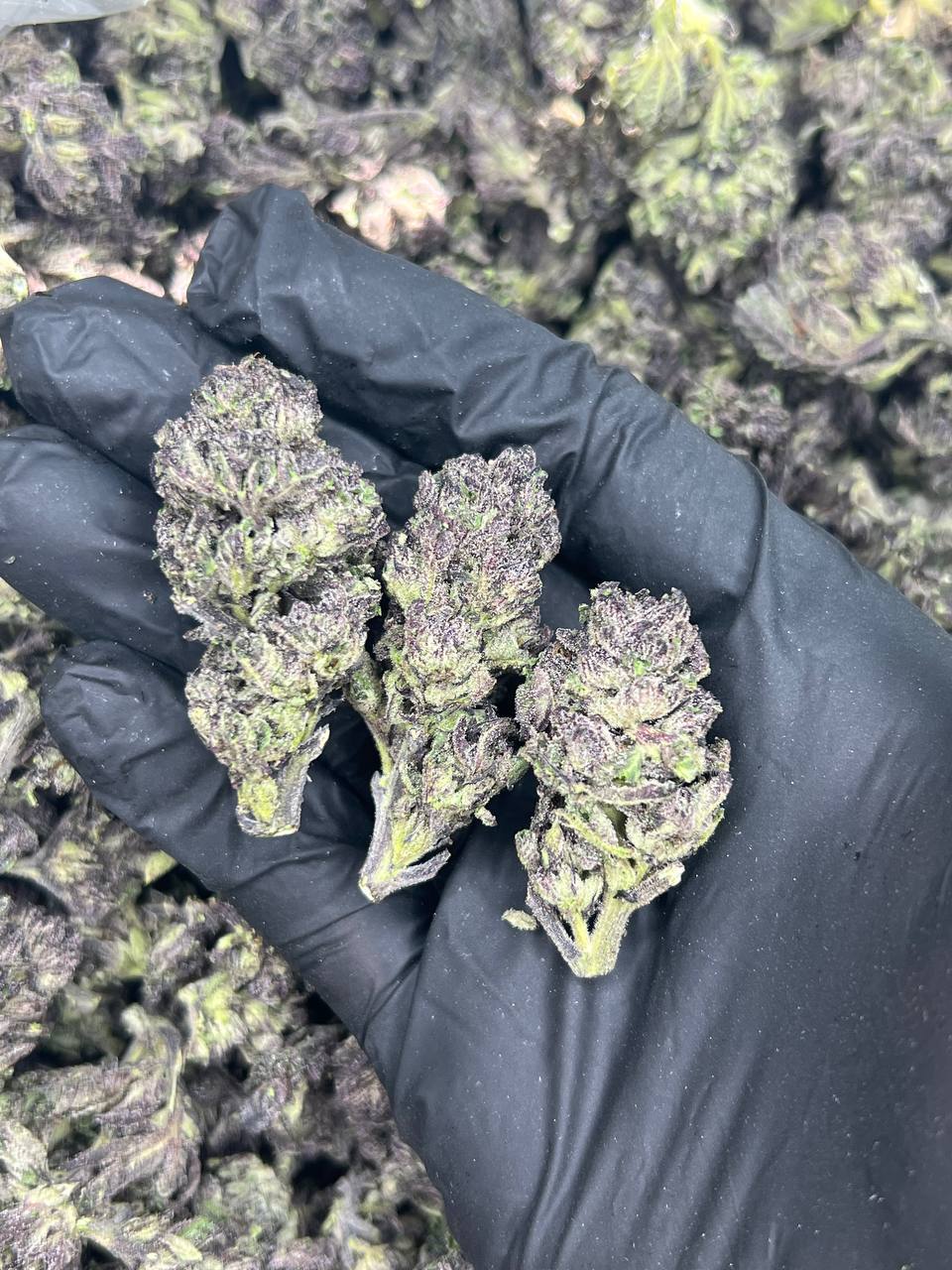 TRIPLE AAA Ice cream cake — Indica available in Los Angeles