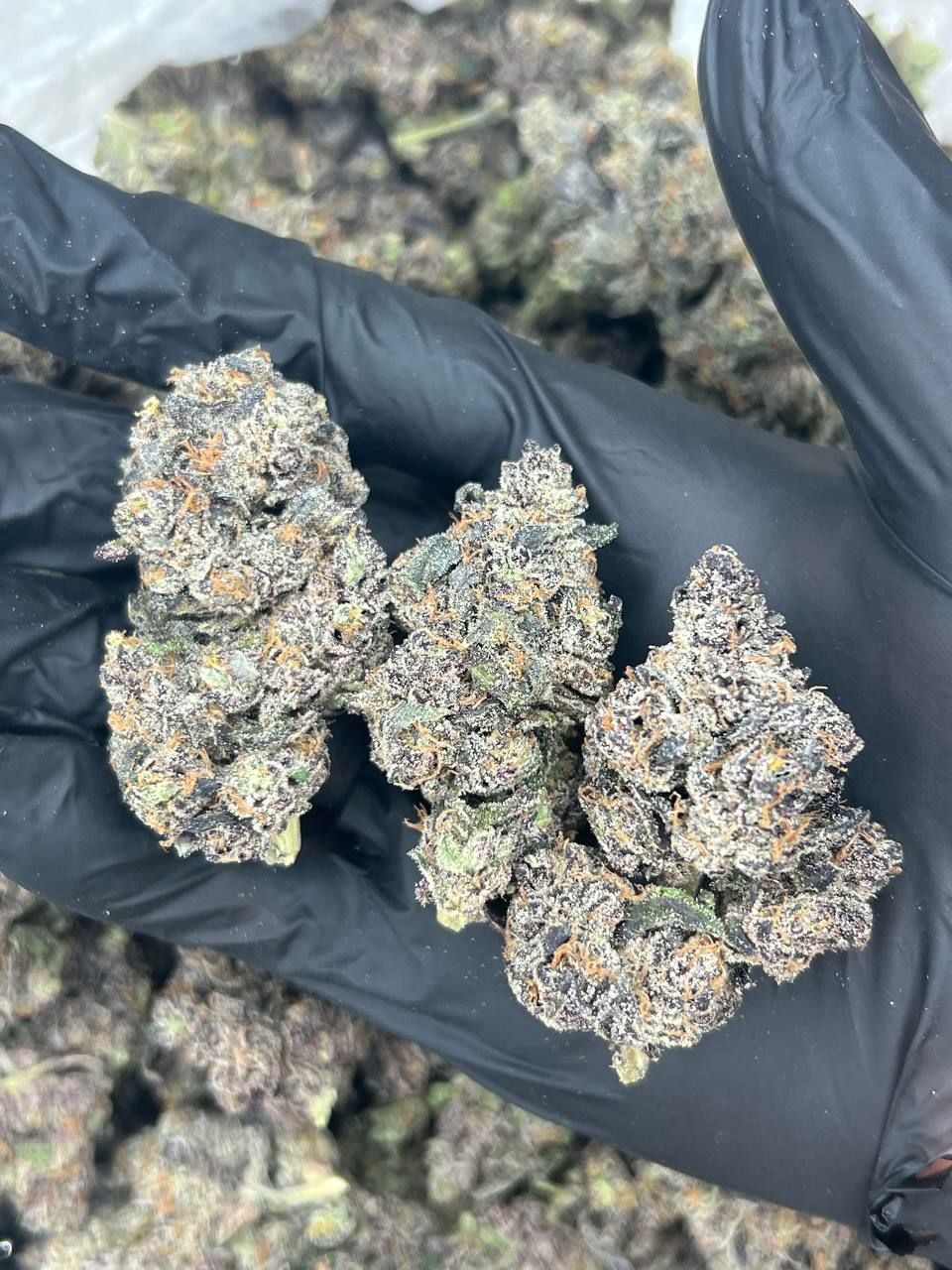 Designer Runtz — Indica available in Los Angeles