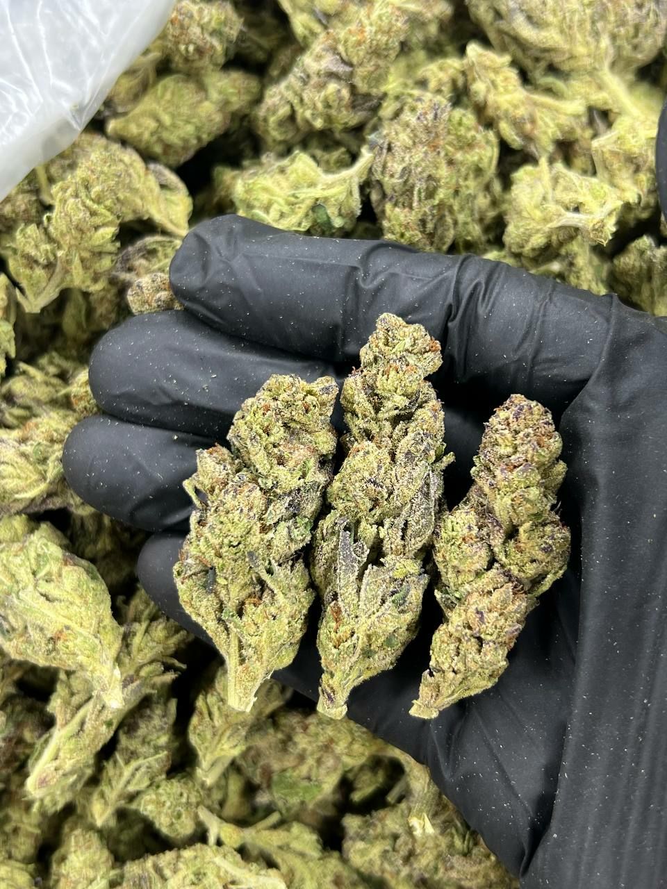 TRIPLE AAA Truffles  — Indica available in Los Angeles