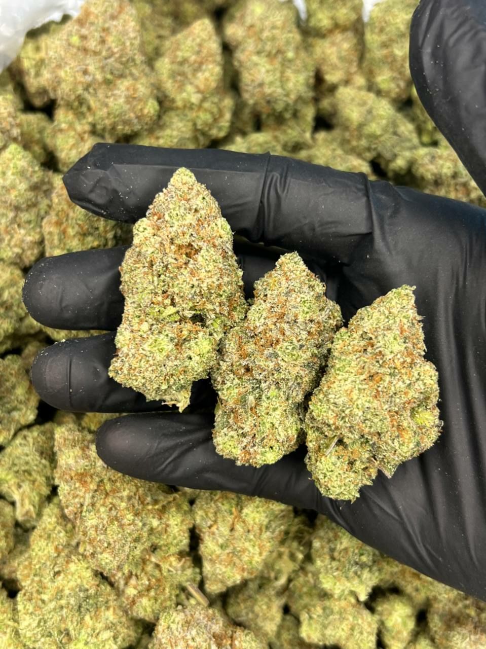 Billy Kimber  — Hybrid available in Los Angeles