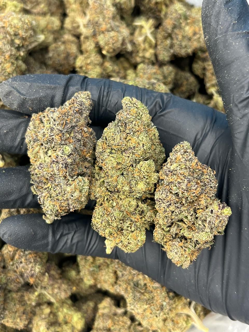 Gelato 33  — Hybrid available in Los Angeles