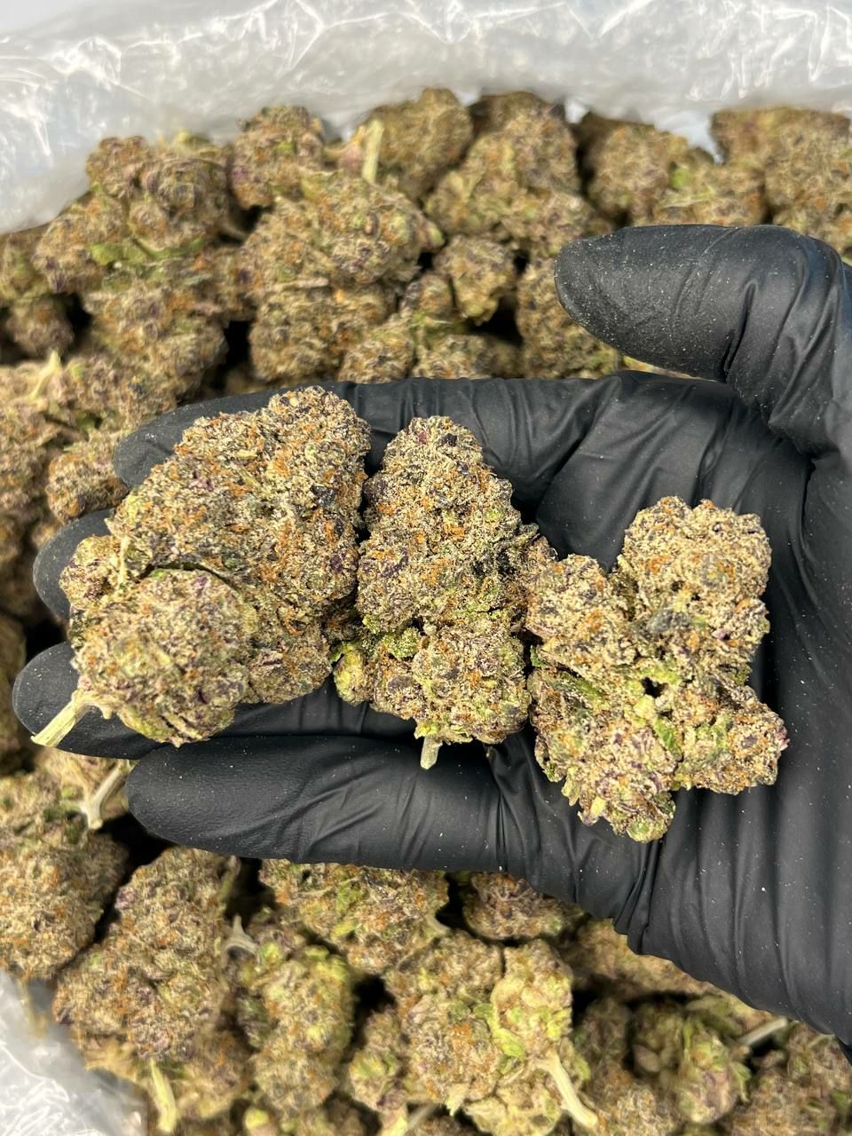 Jawbreaker — Hybrid available in Los Angeles