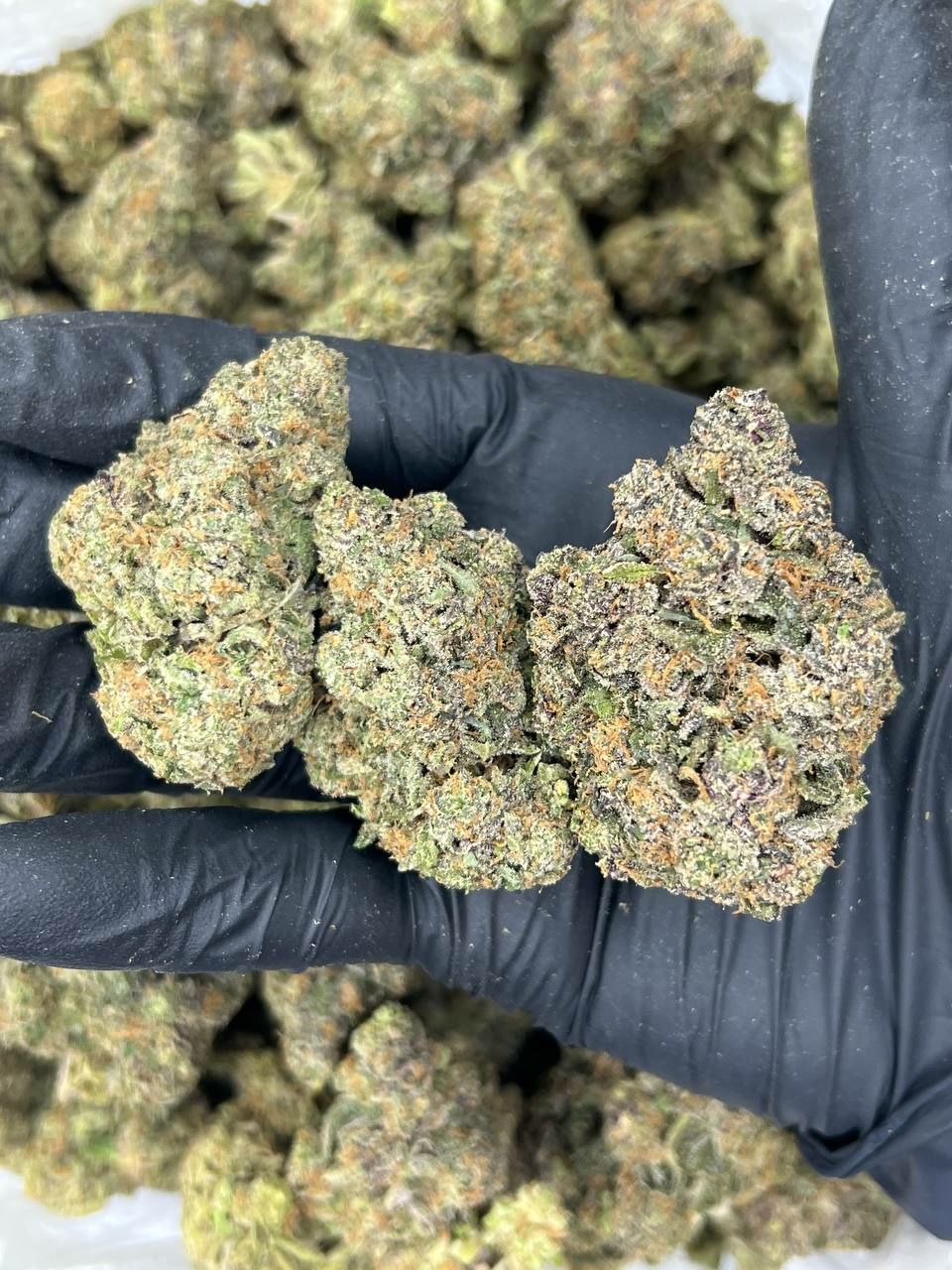 Cherry Fritter — Hybrid available in Los Angeles