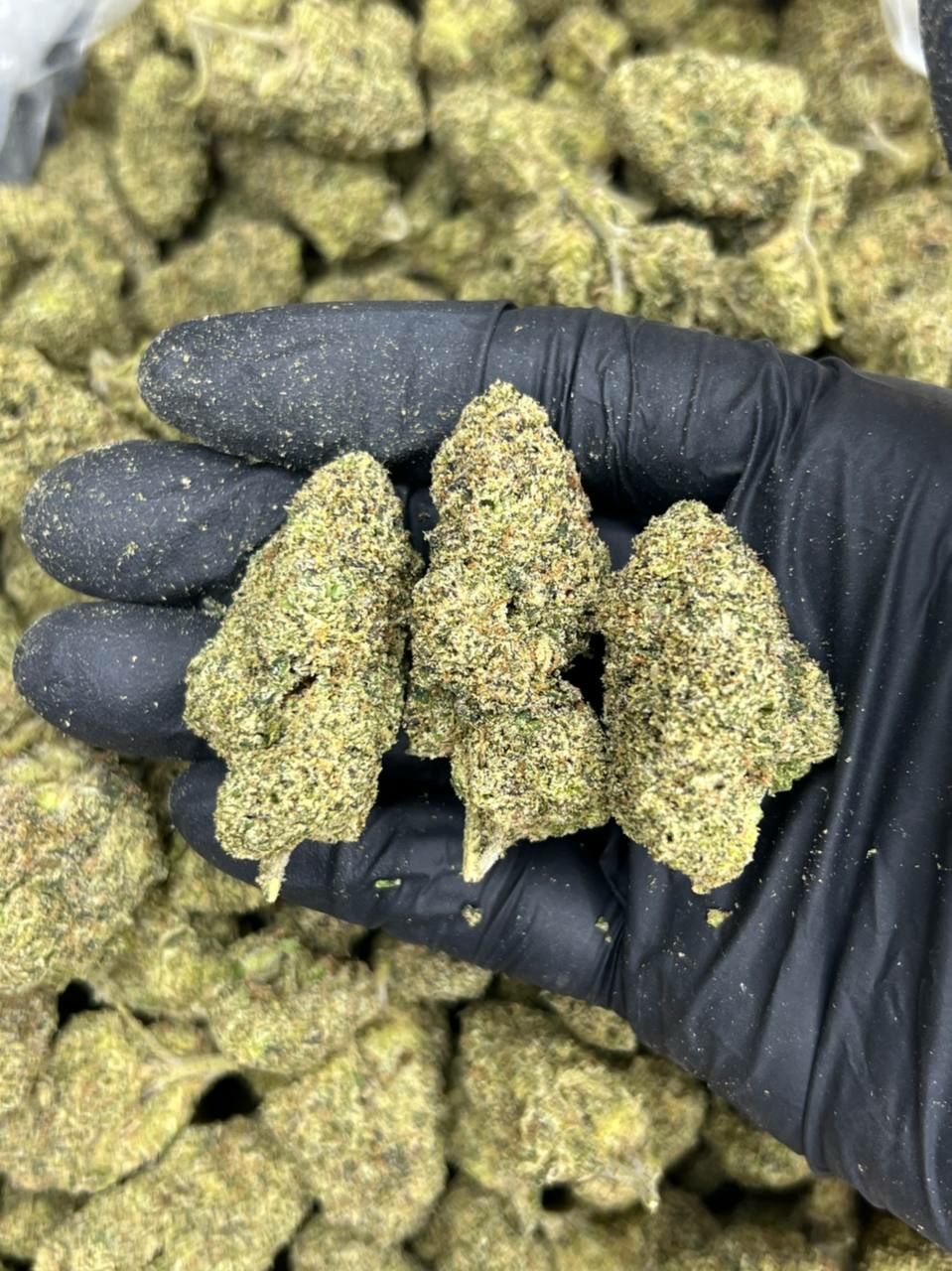 Bubblegum Gelato — Indica available in Los Angeles
