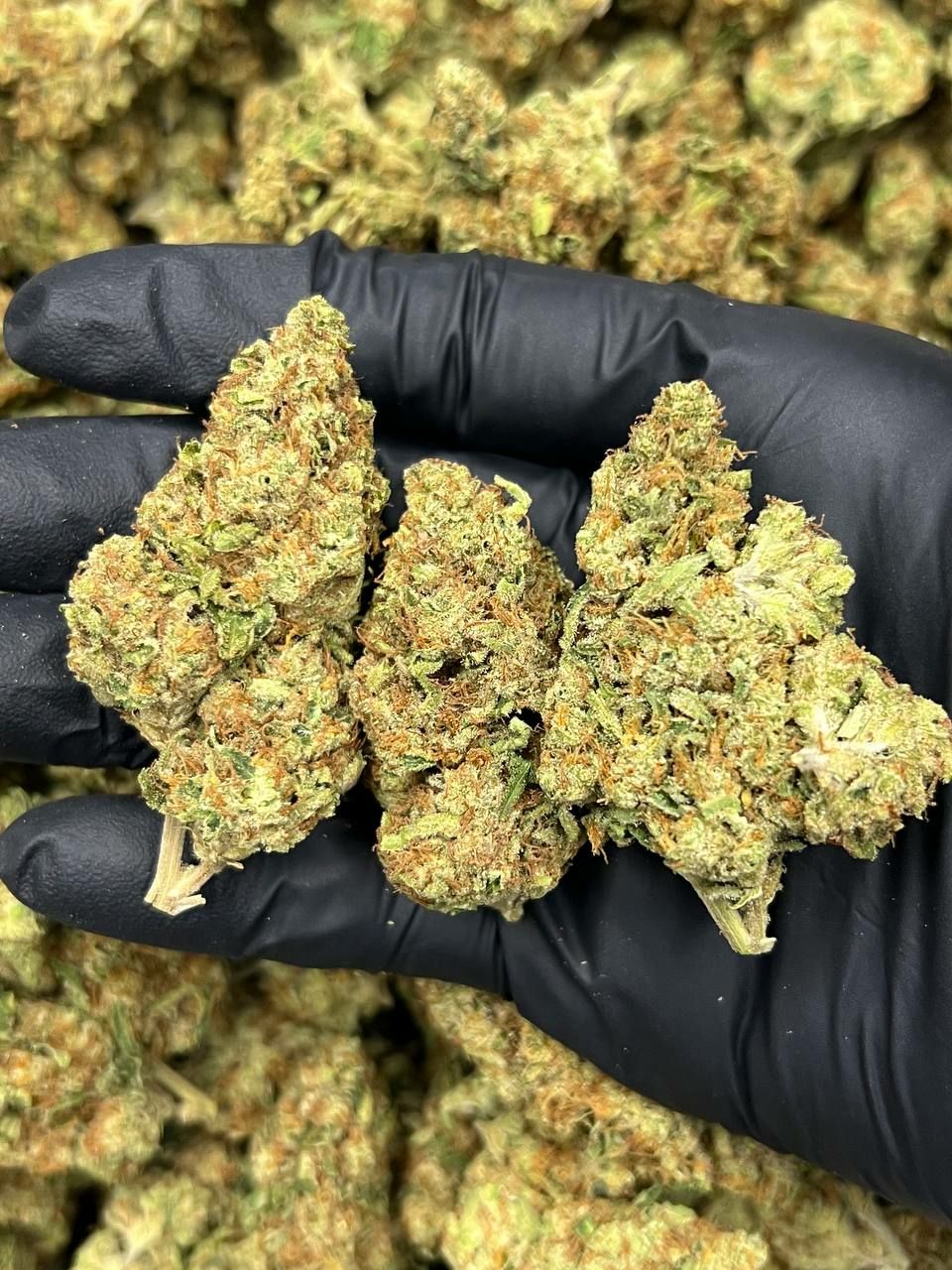 Jet Fuel OG  — Sativa available in Los Angeles