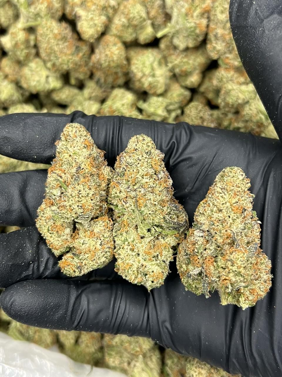 Xtreme OG  — Indica available in Los Angeles
